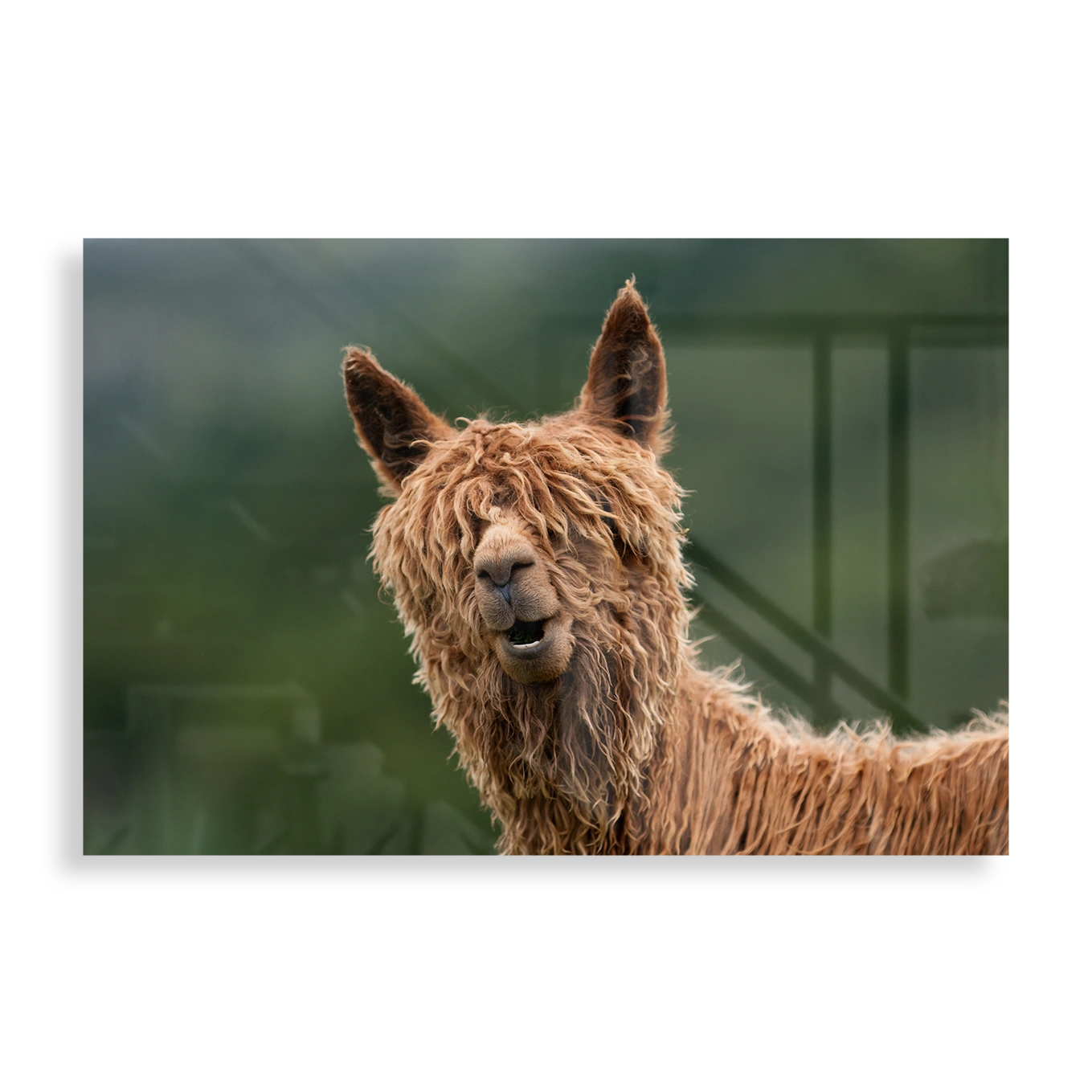 Hairy llama