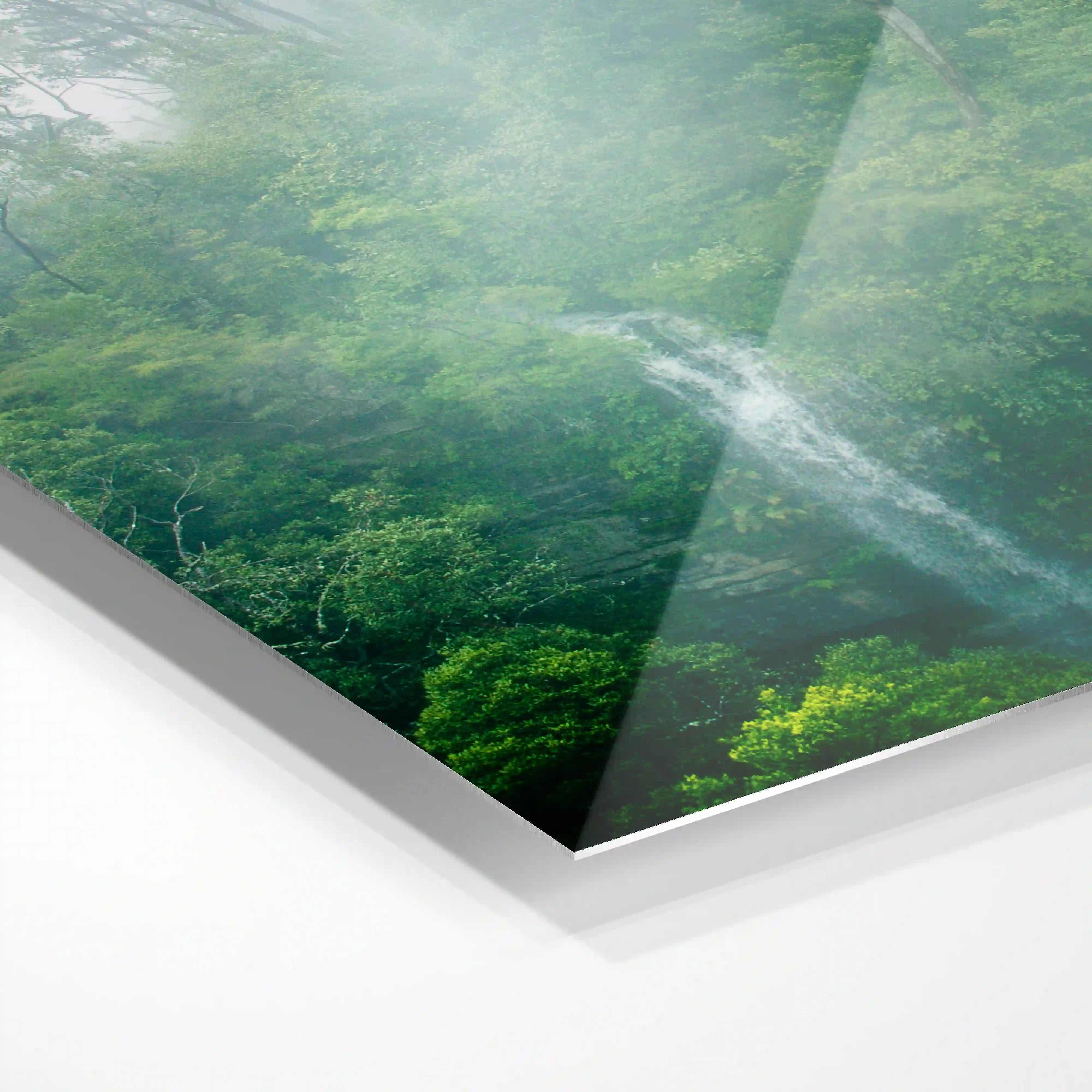 Misty forest