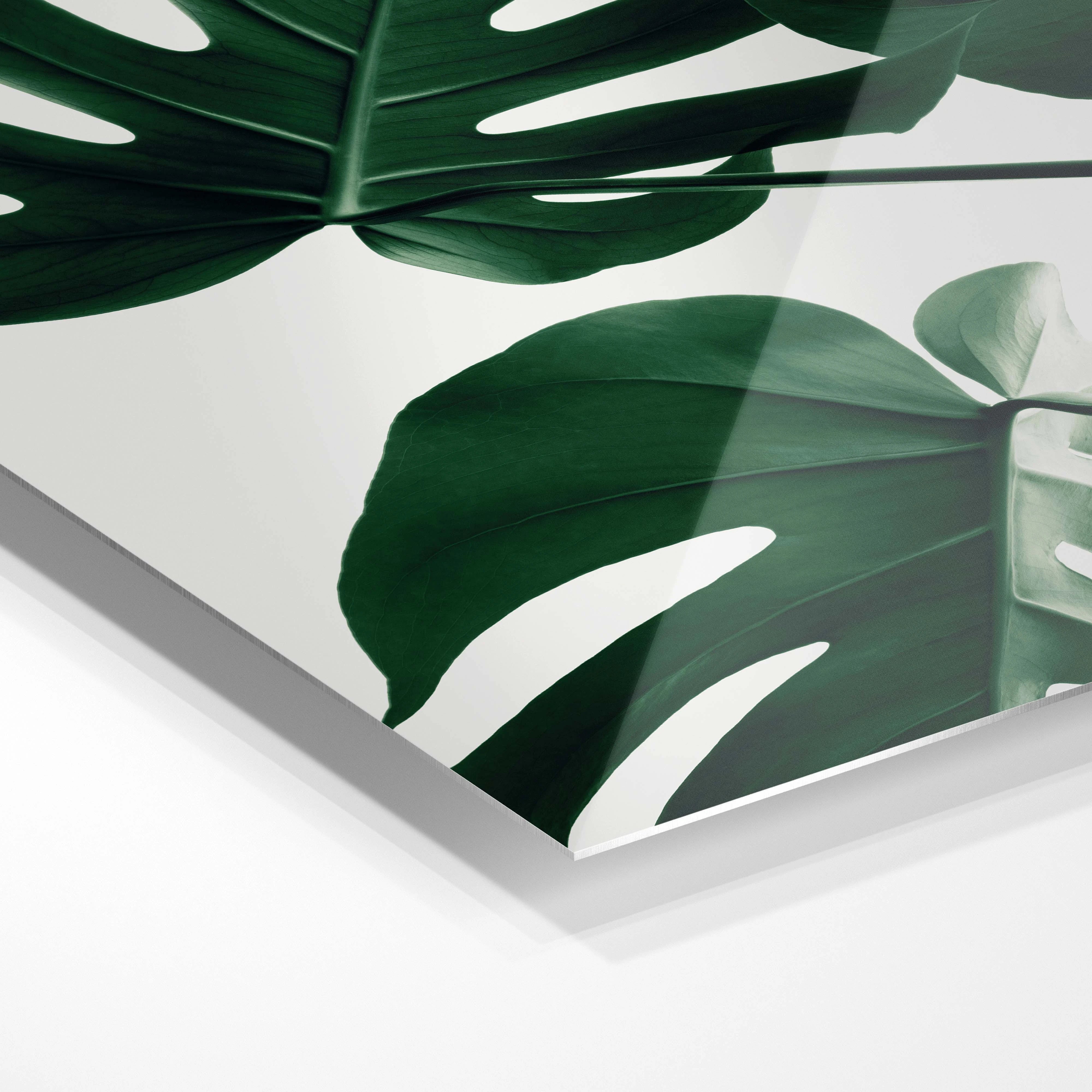 Monstera blade