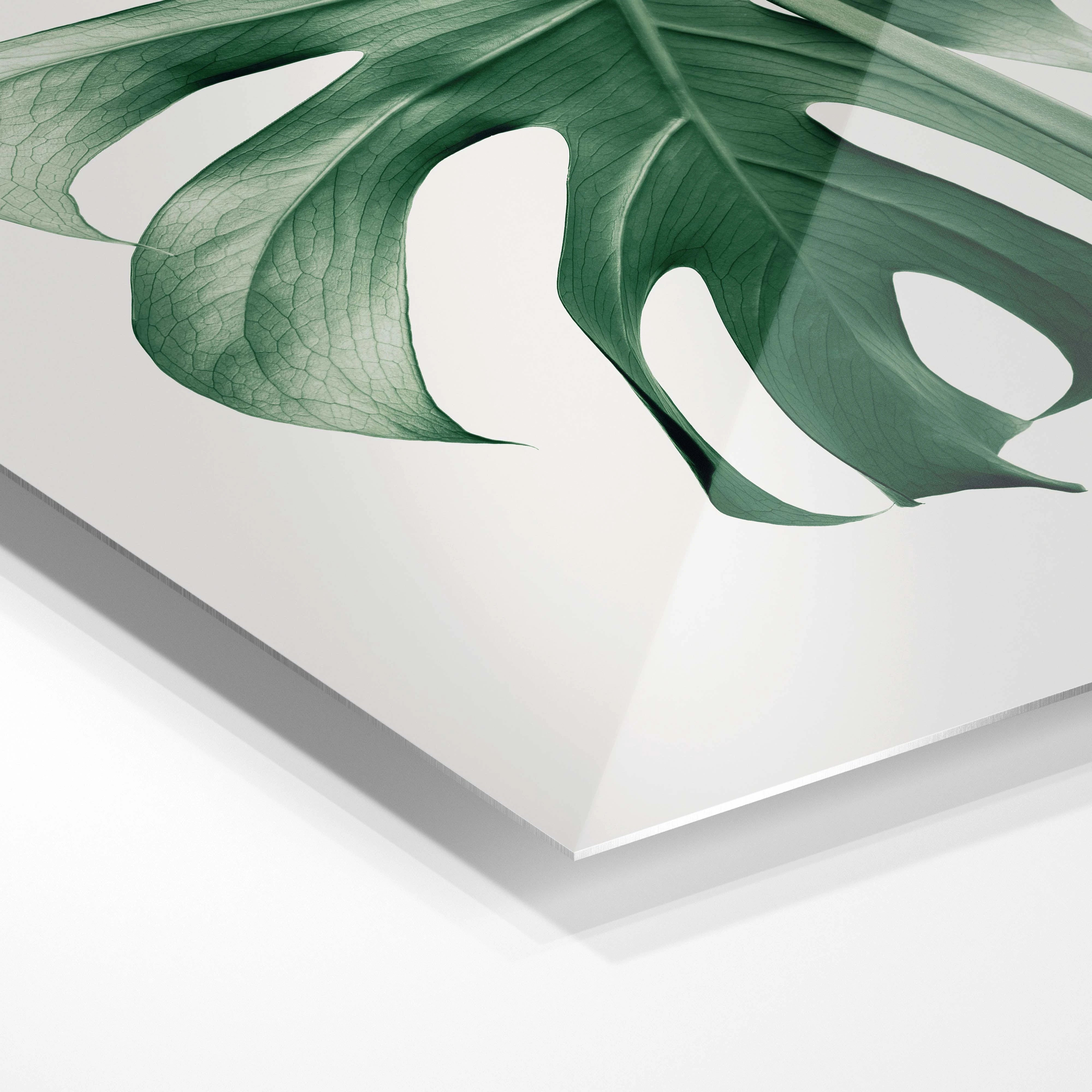 Monstera blad