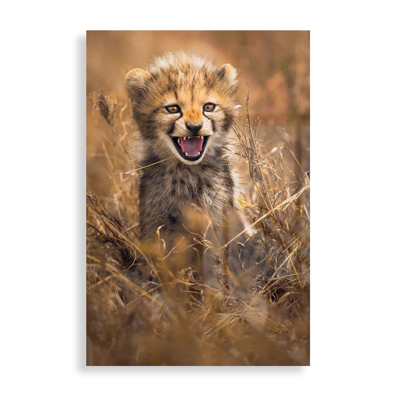 RAAWR