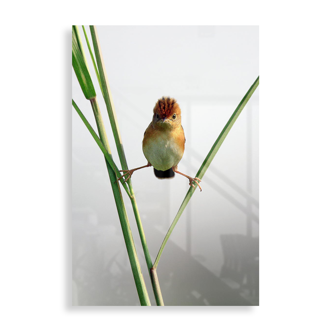 Angry bird