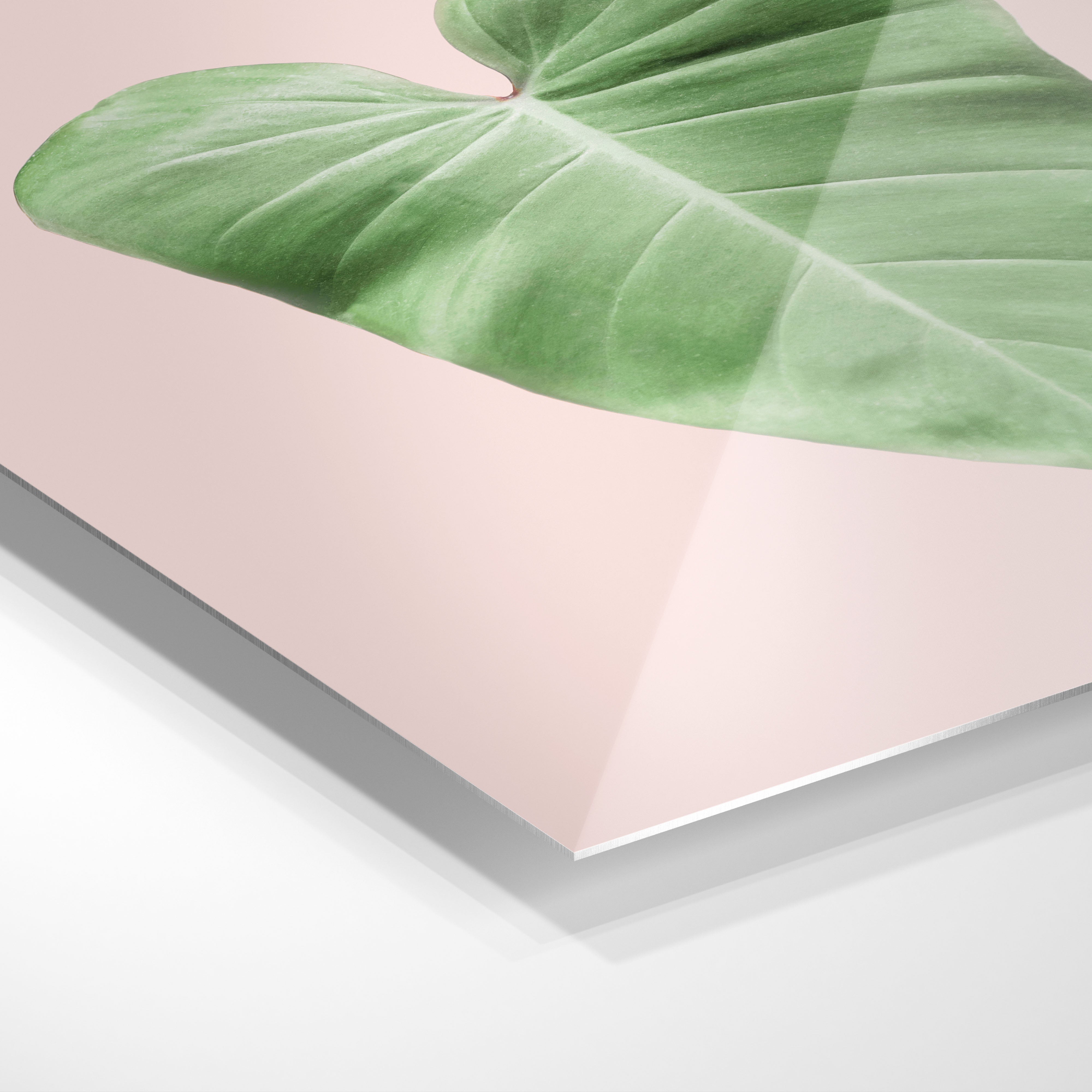 Filodendron blad