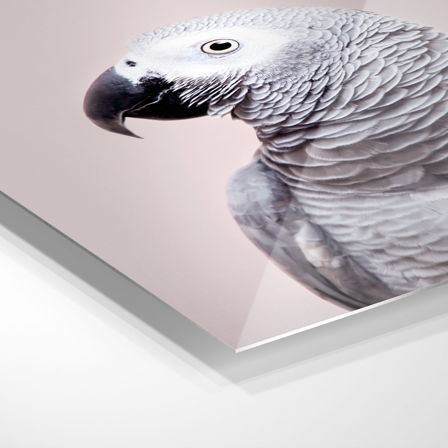 African Grey