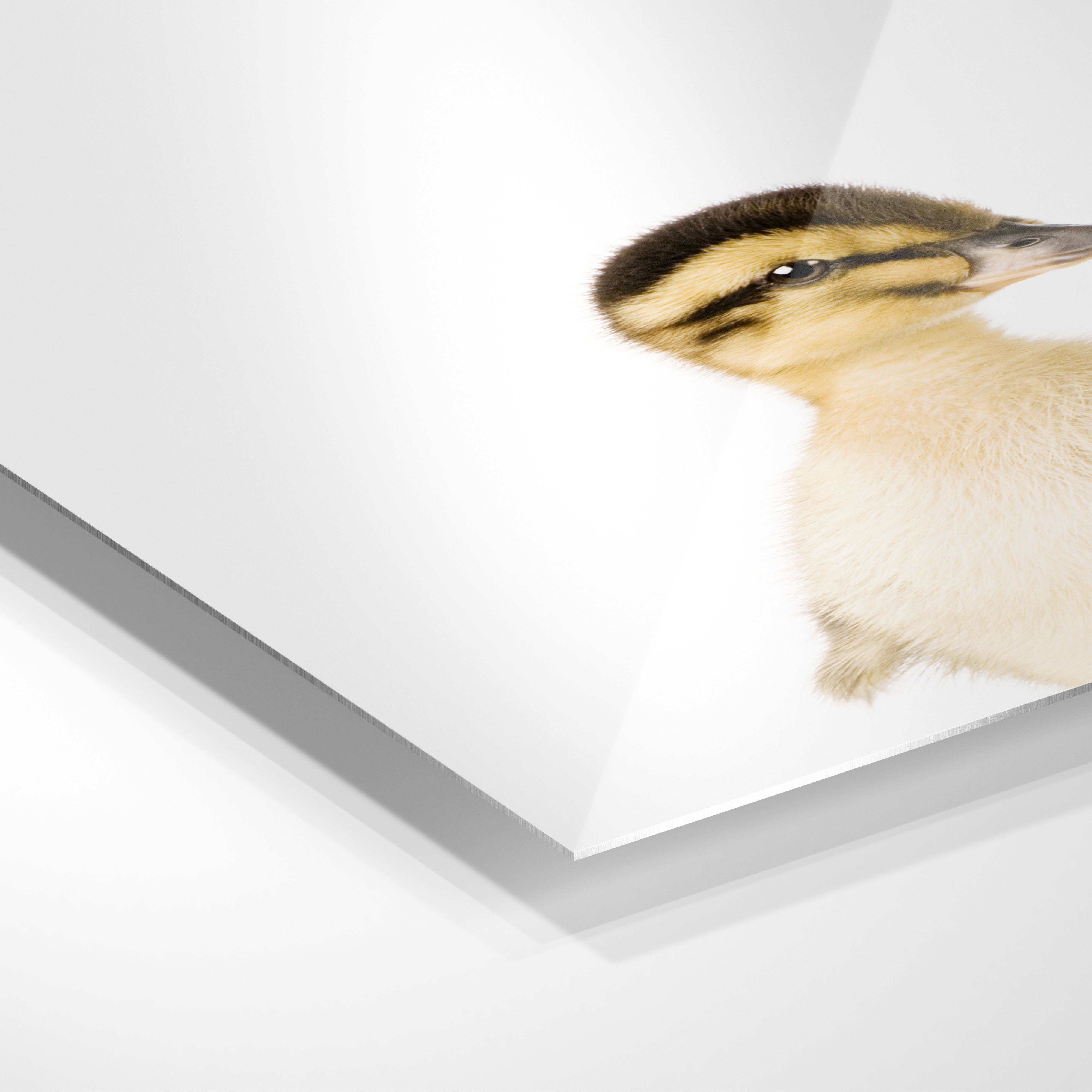 Baby Duck