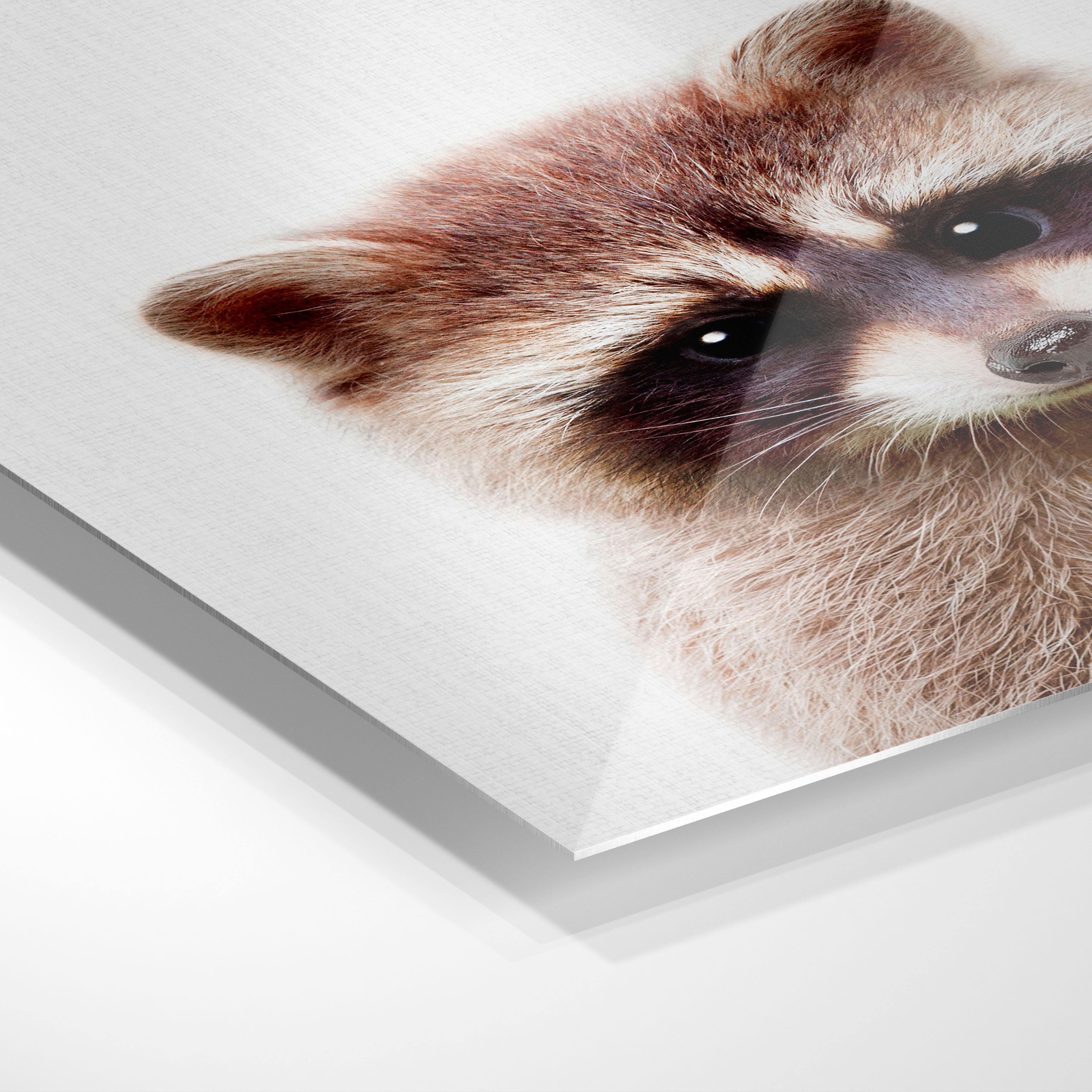 Sød vaskebjørn