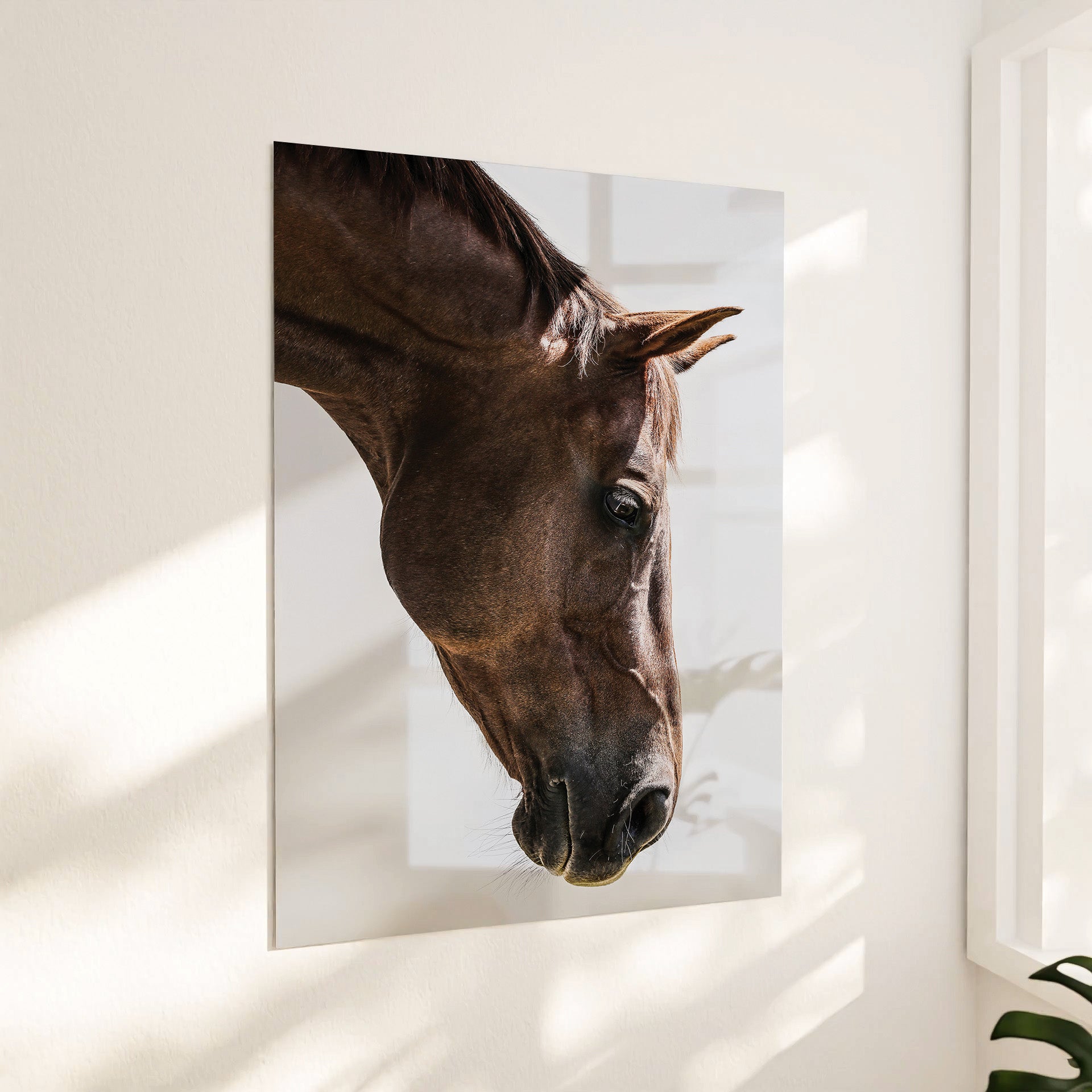 Hest sideprofil