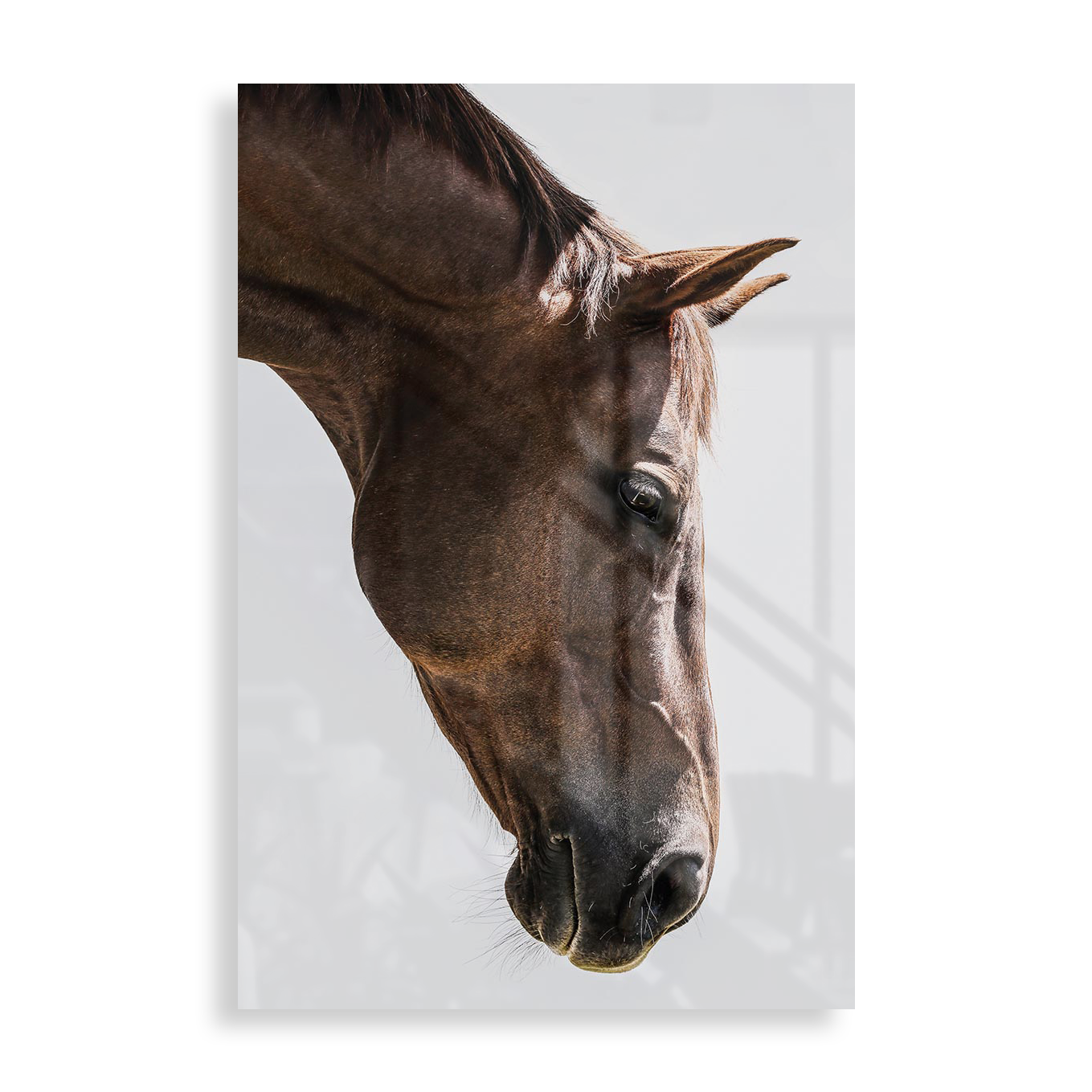Hest sideprofil
