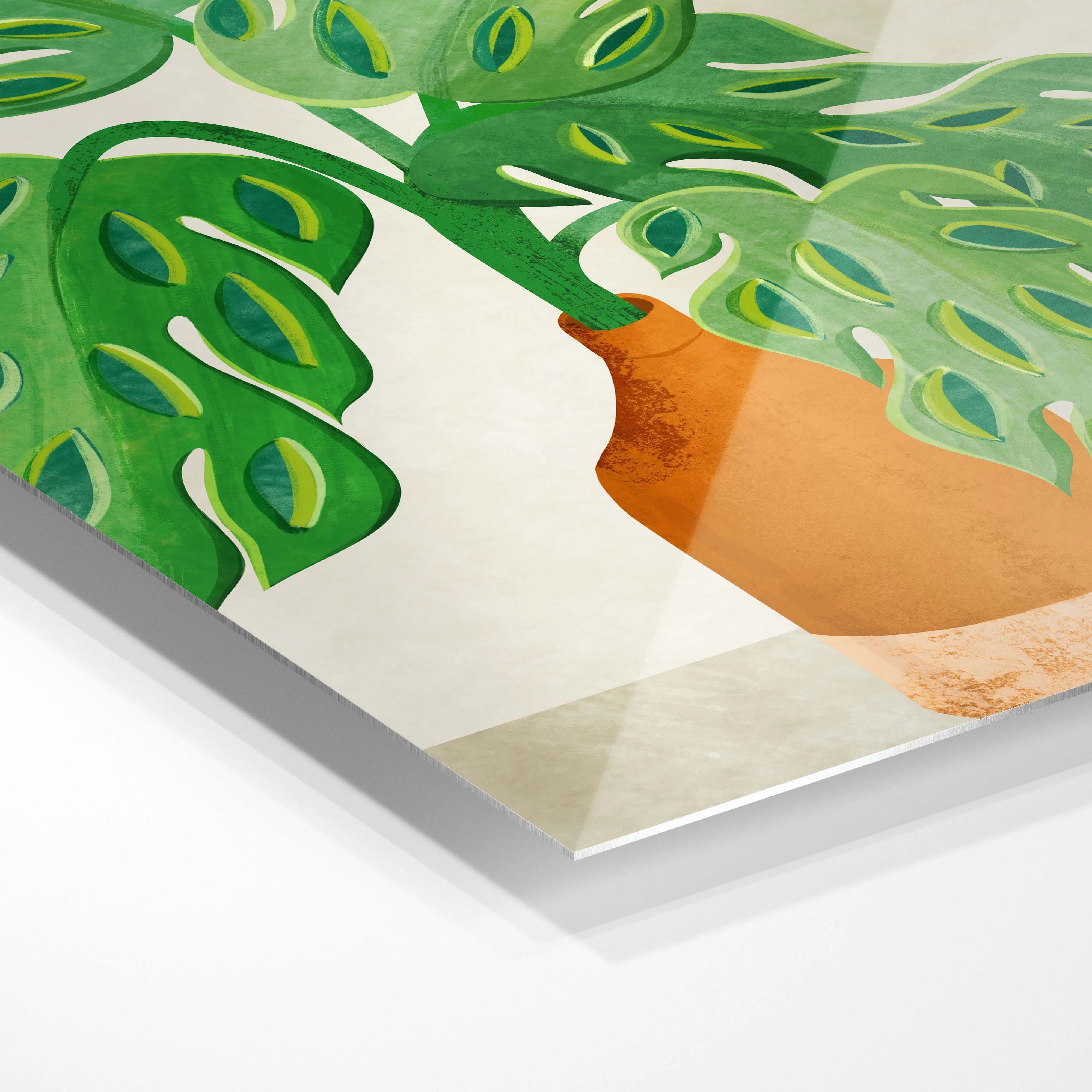 Monstera plant