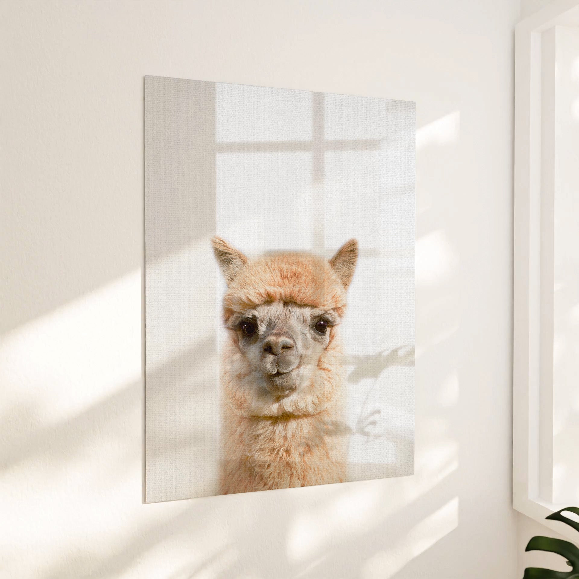 Sød alpaca