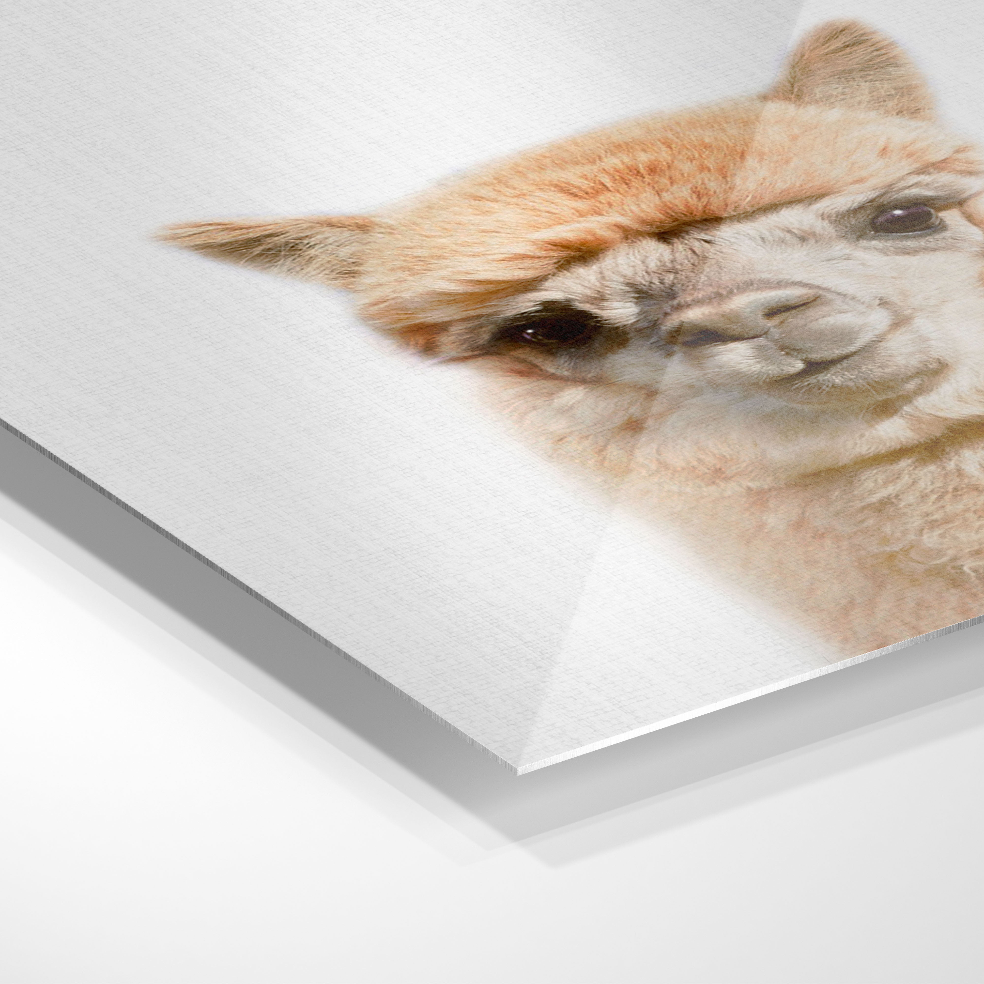 Sød alpaca