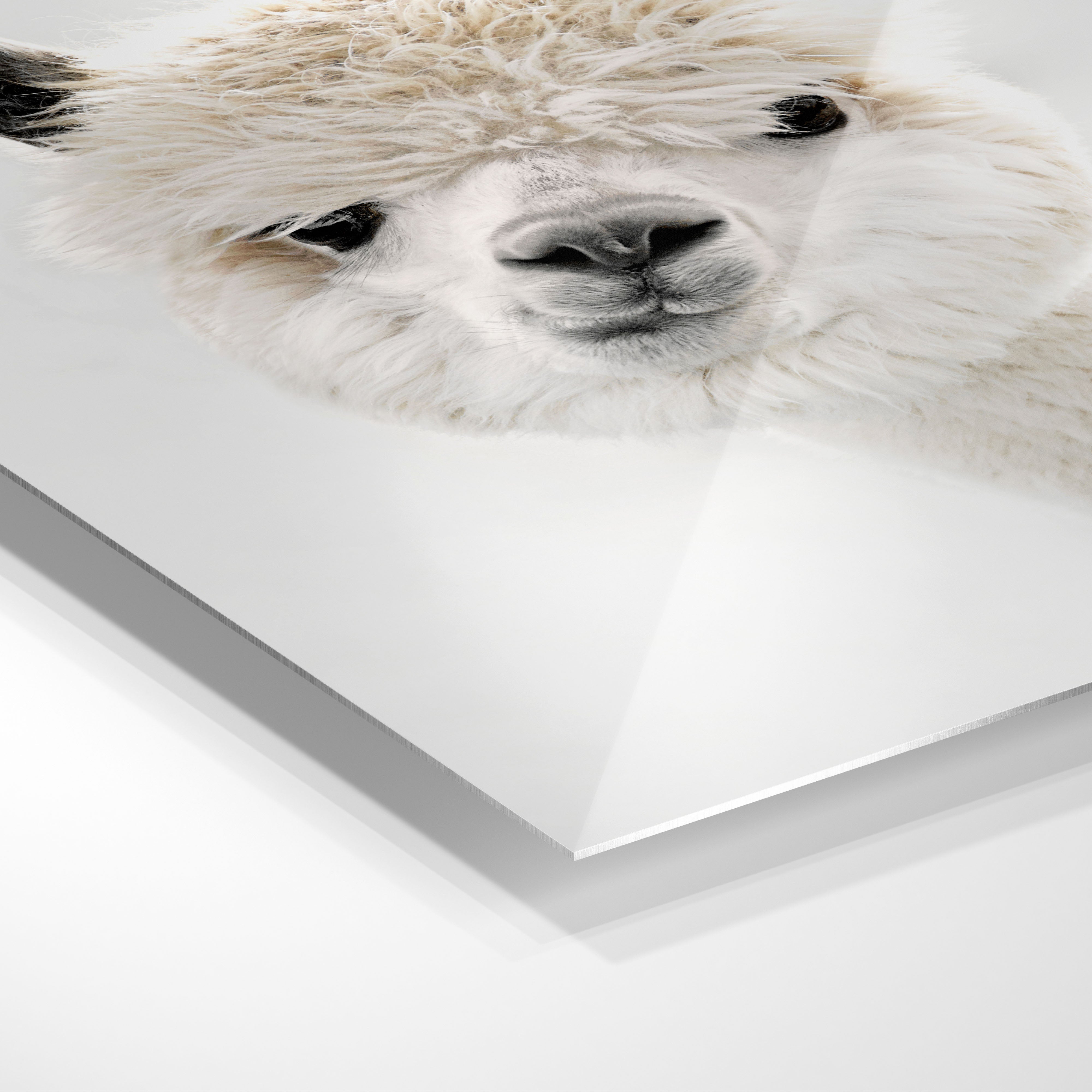 Cheeky Alpaca