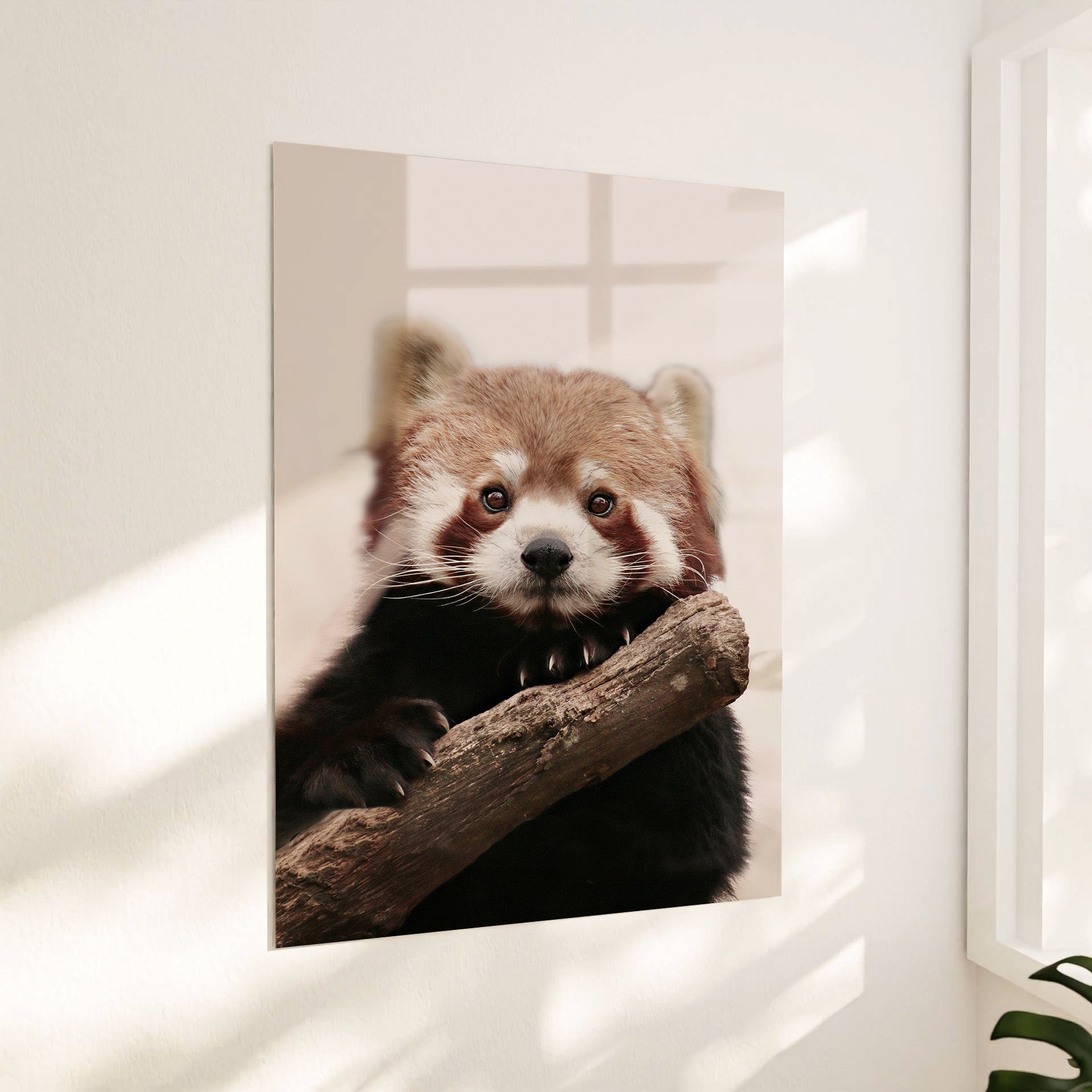 Rød Panda