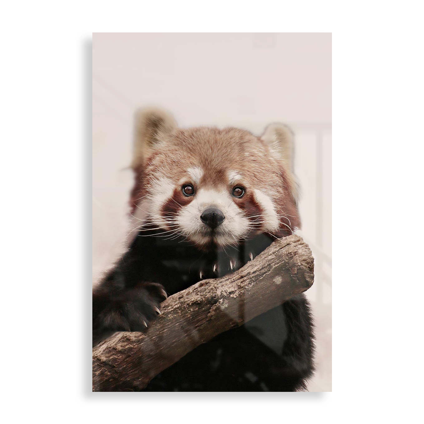 Rød Panda