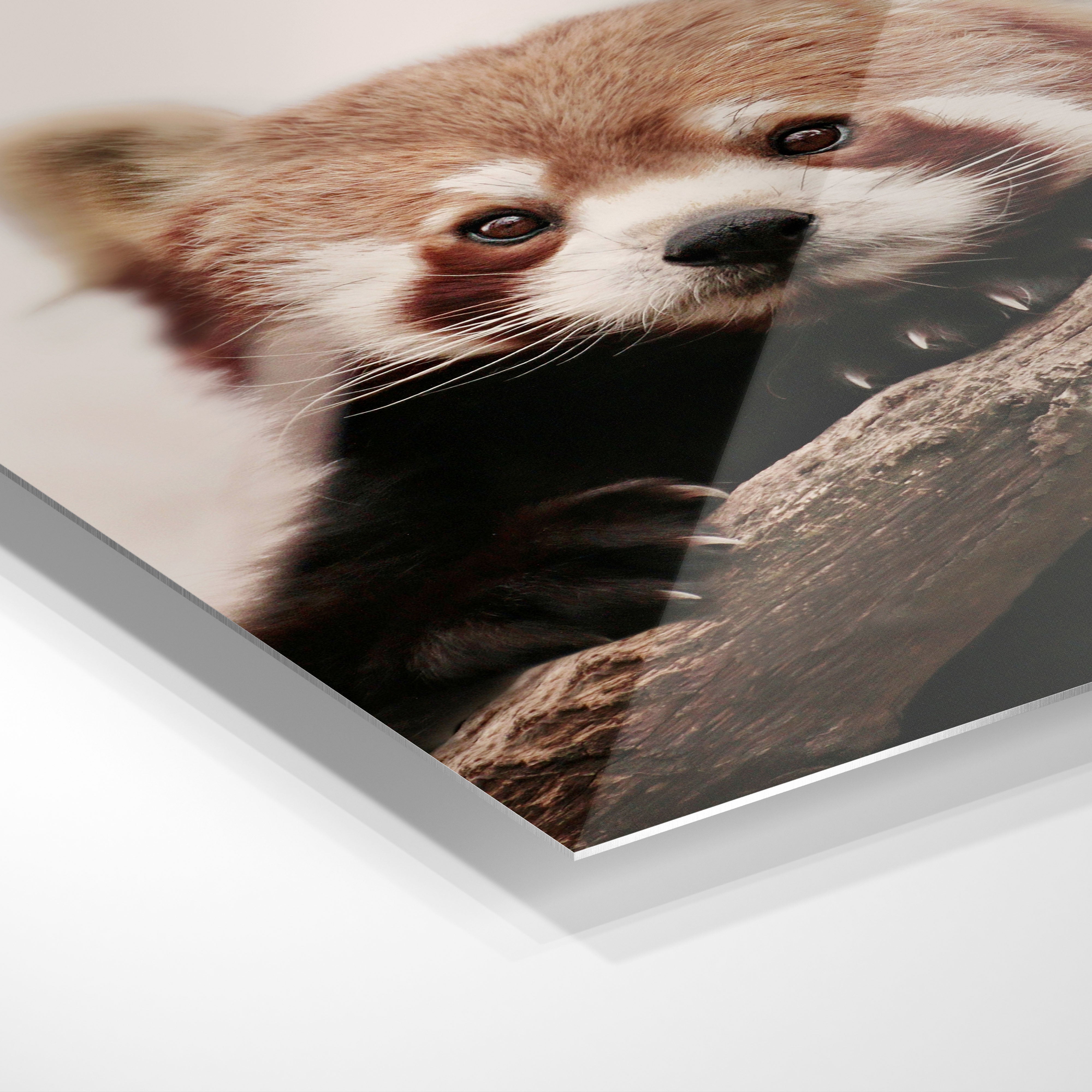 Rød Panda