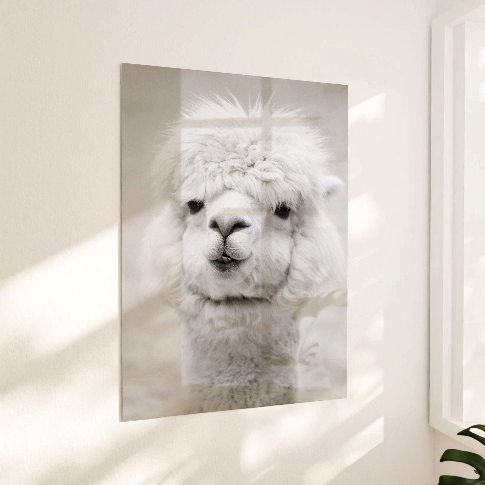 Hvid Alpaca