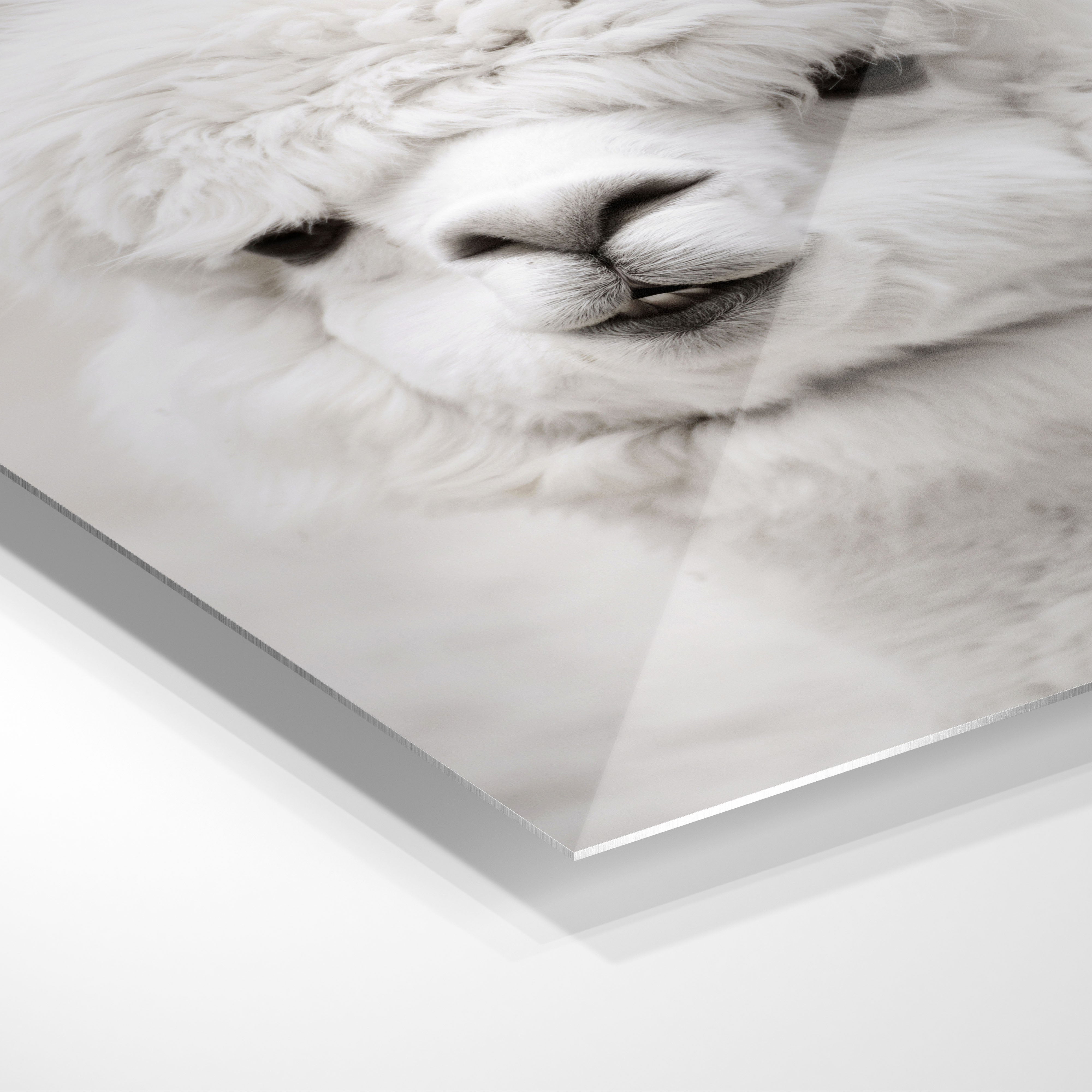 Hvid Alpaca