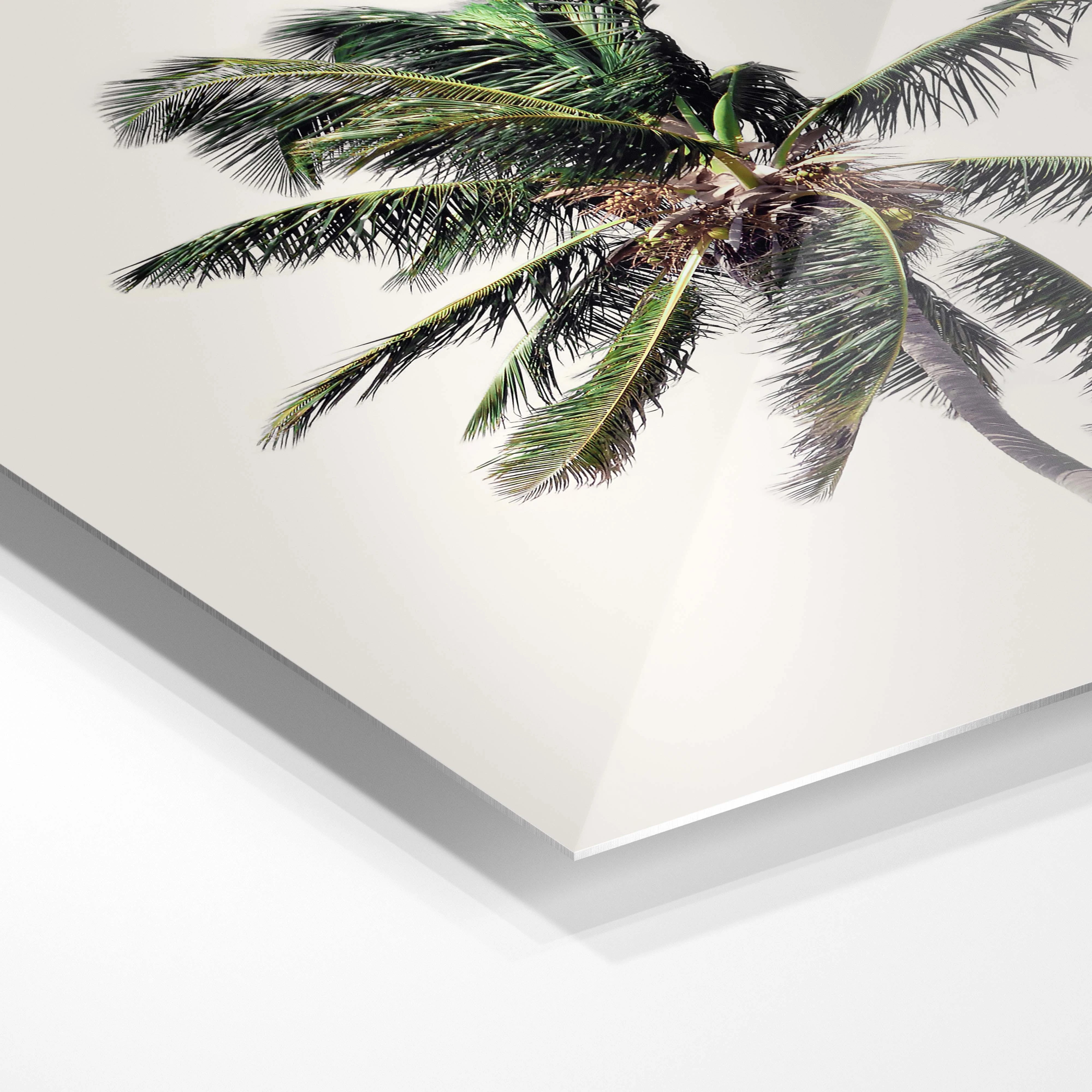 Windy Palm Tree