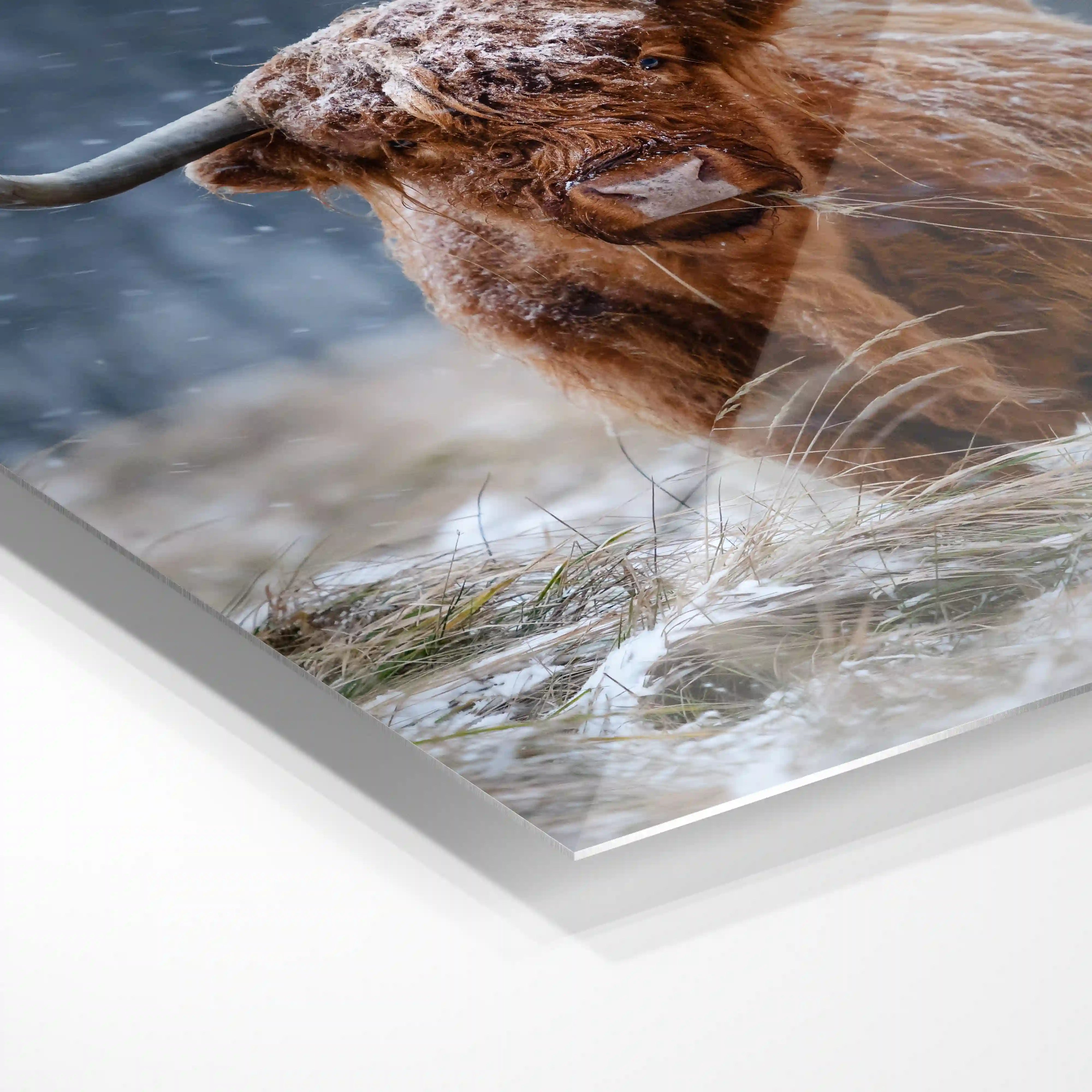 Snowy Highland cow