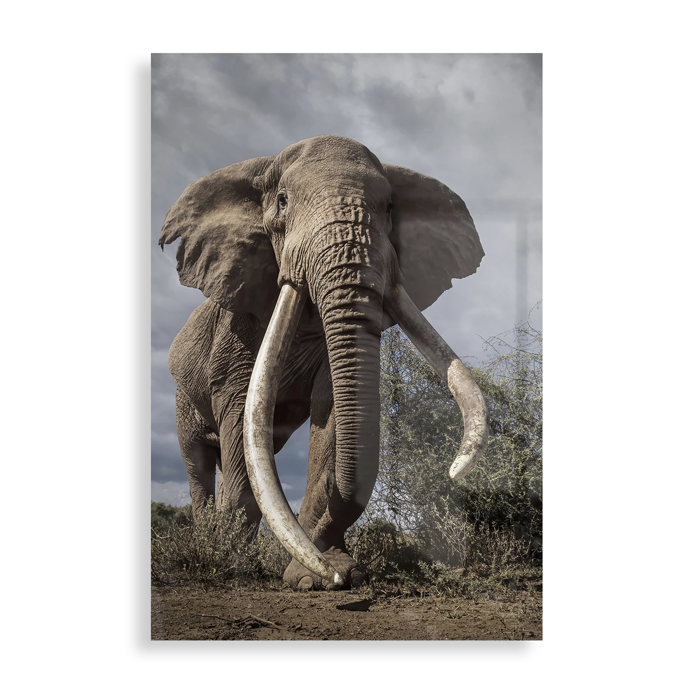 Majestætisk elefant