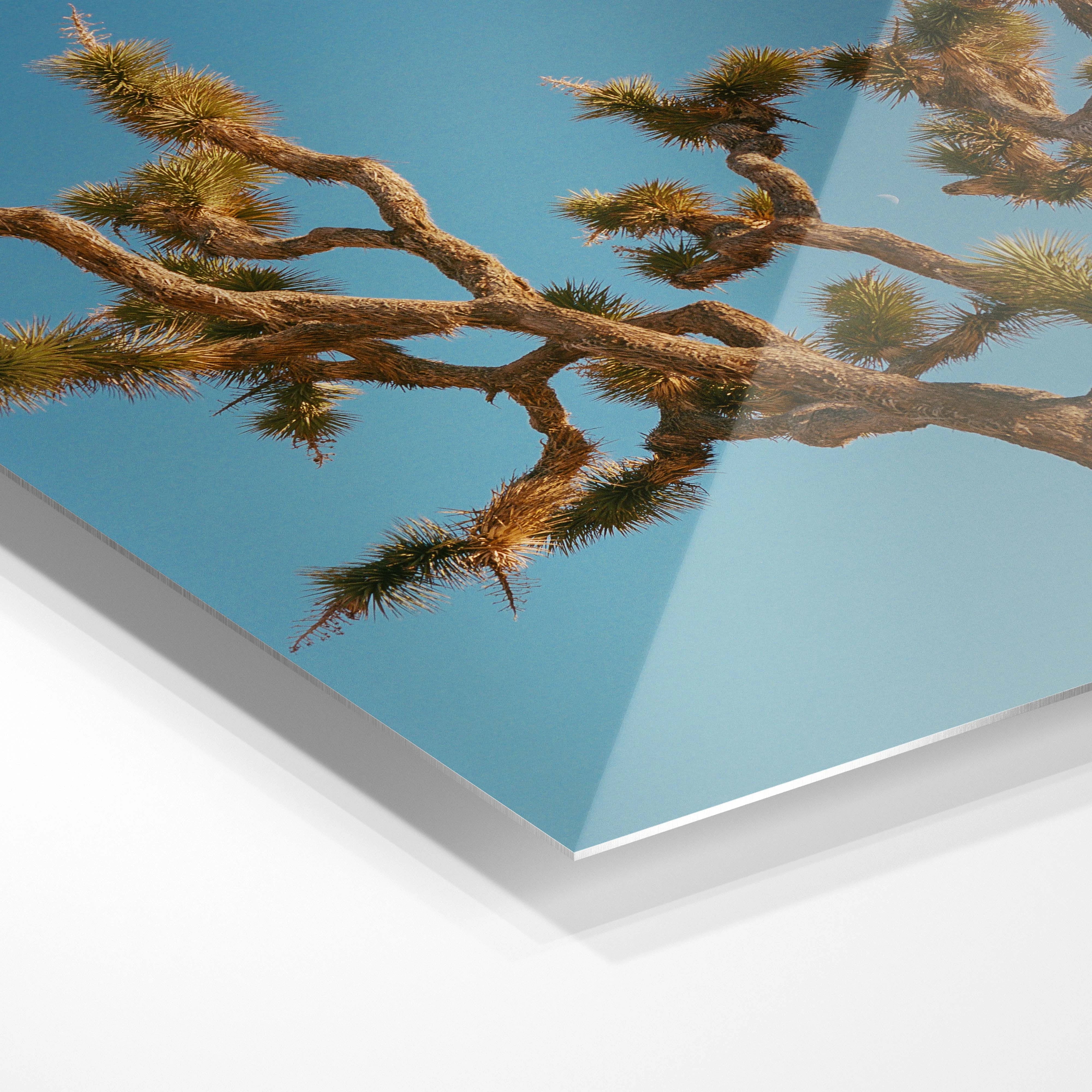Joshua Tree