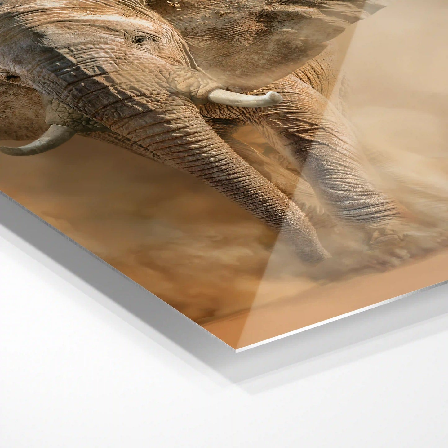 Elephant in the desert