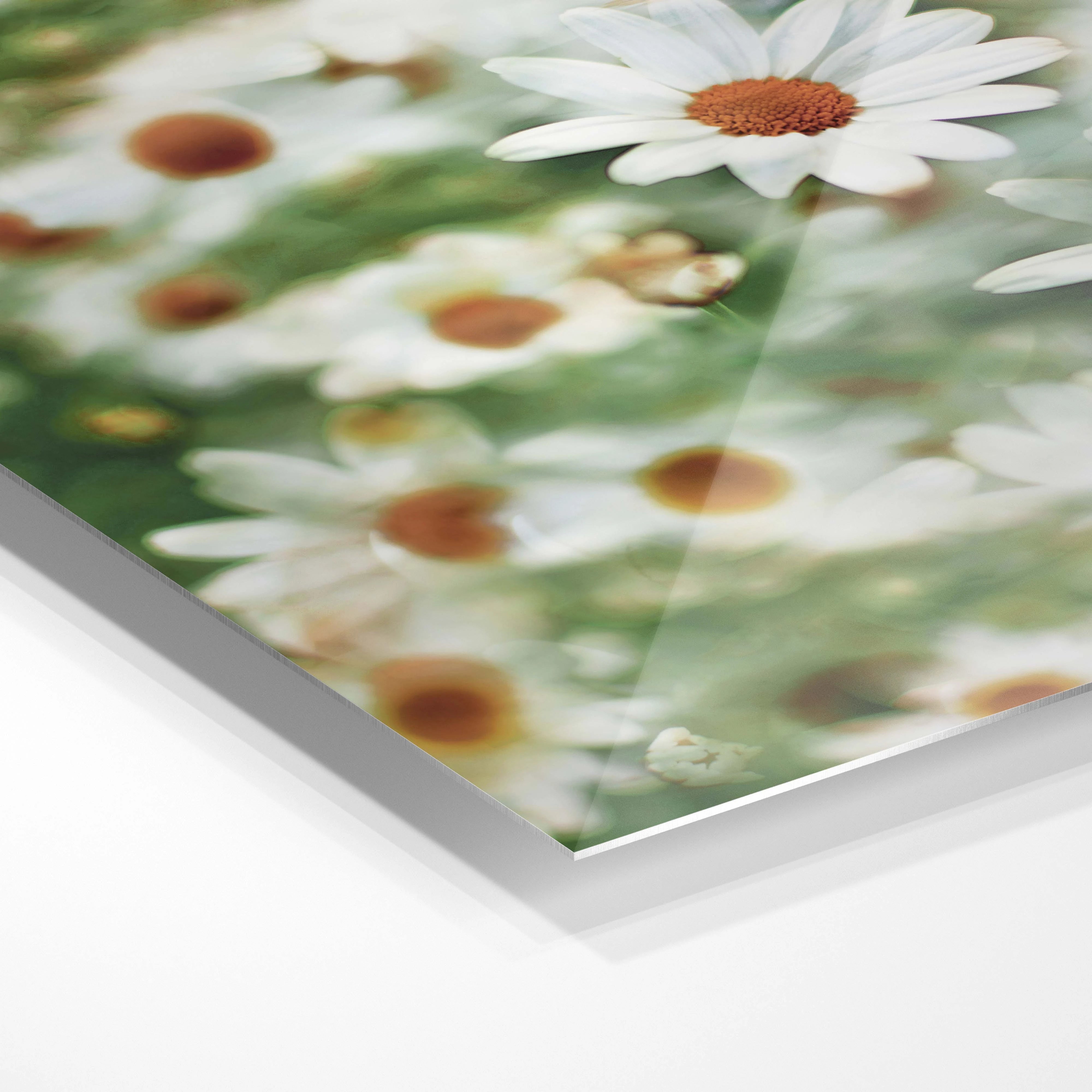 White daisies