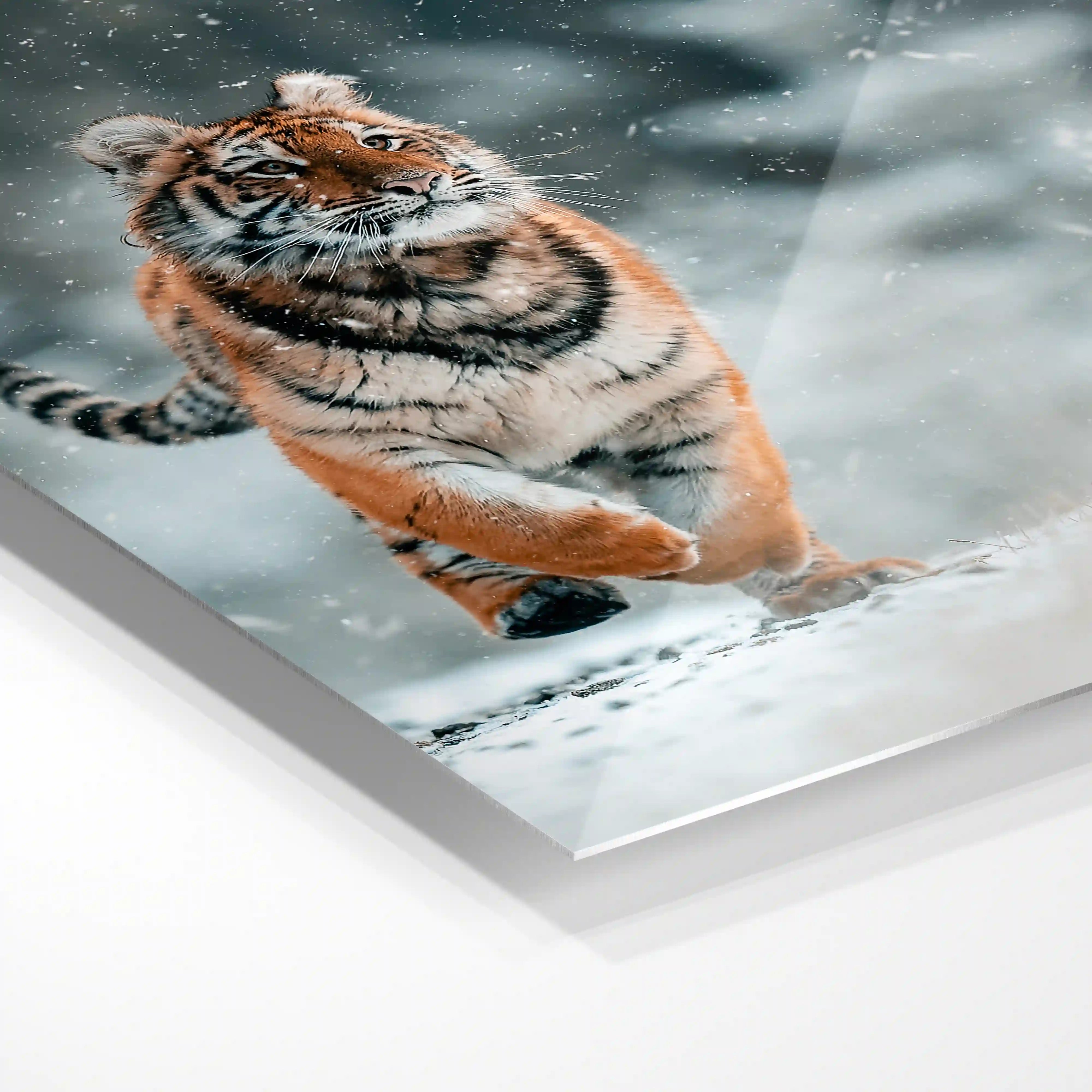 The Siberian tiger