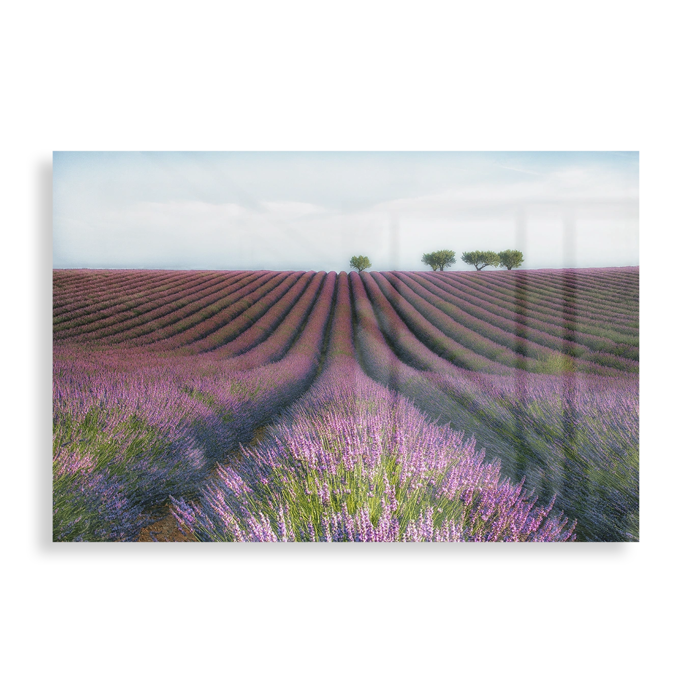 Lavendel mark