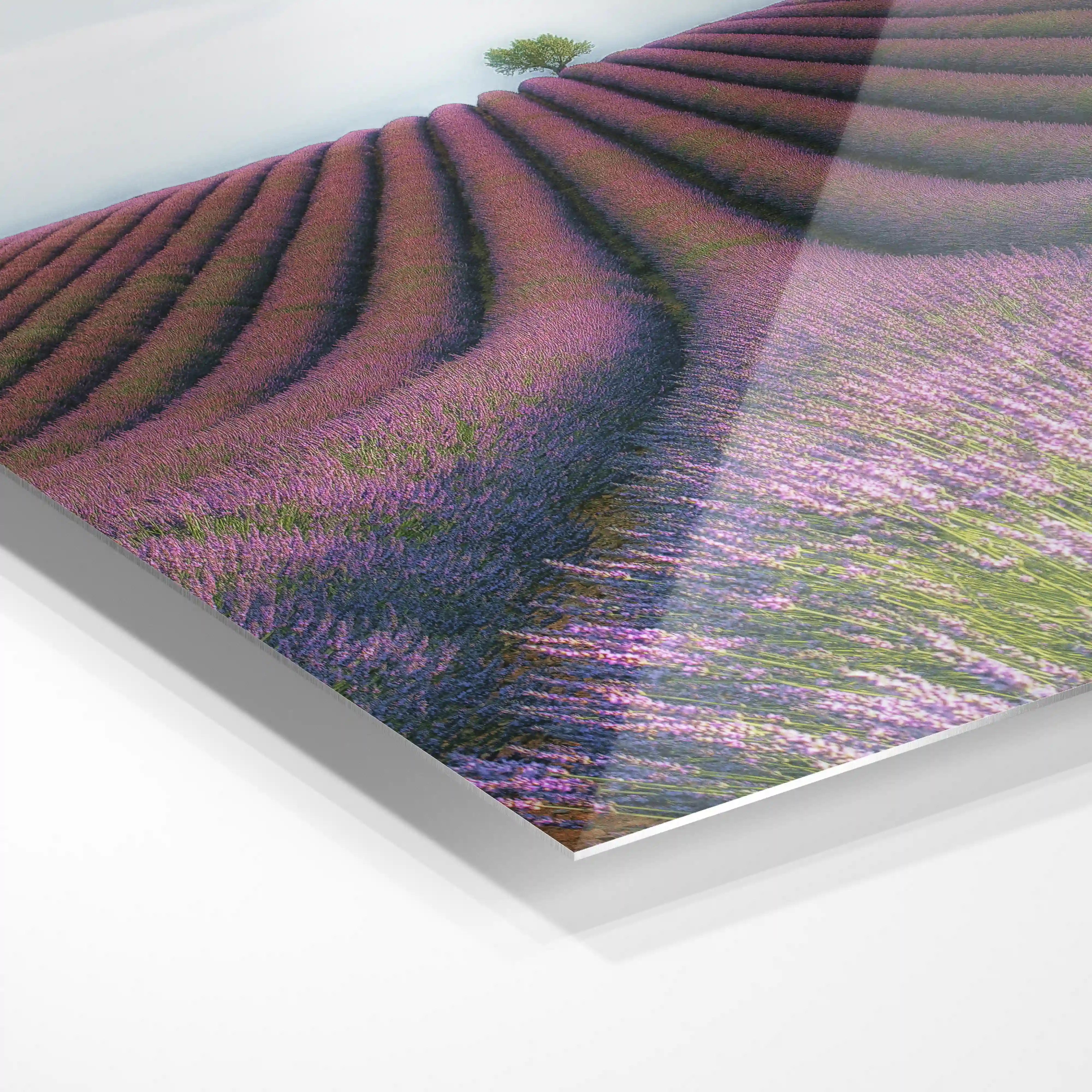 Lavendel mark