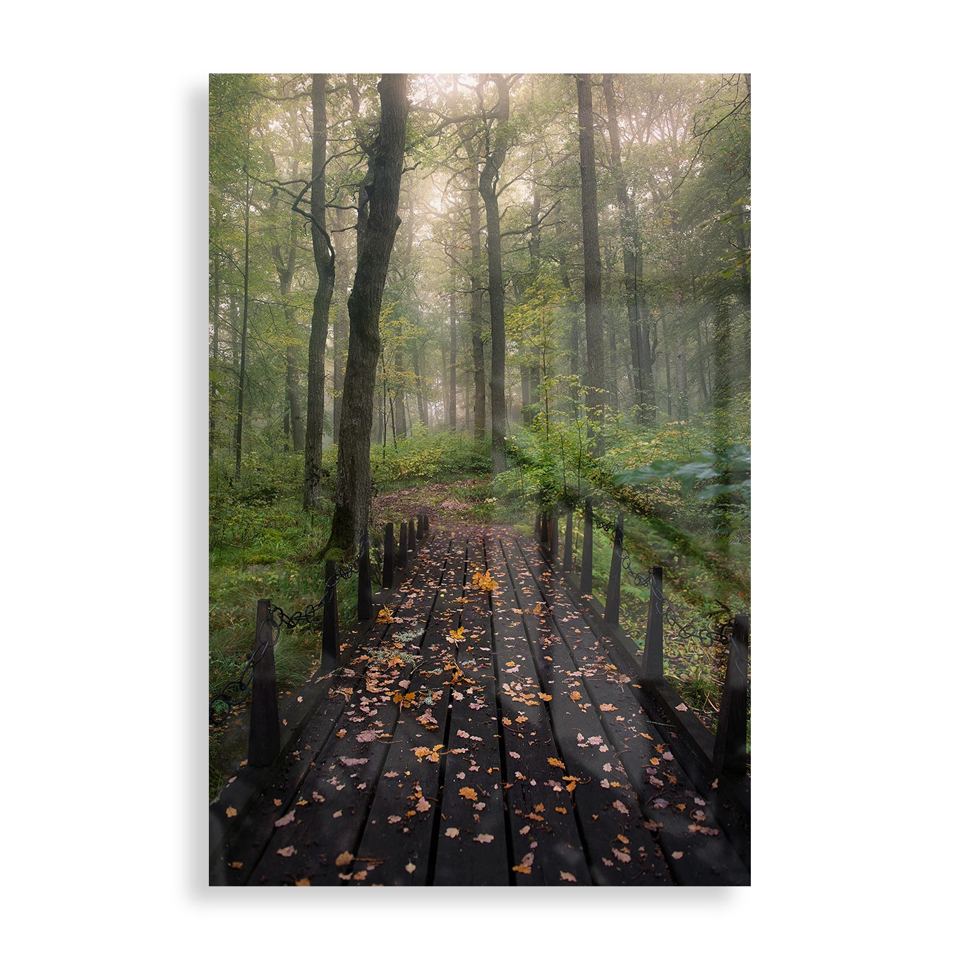 Misty morning