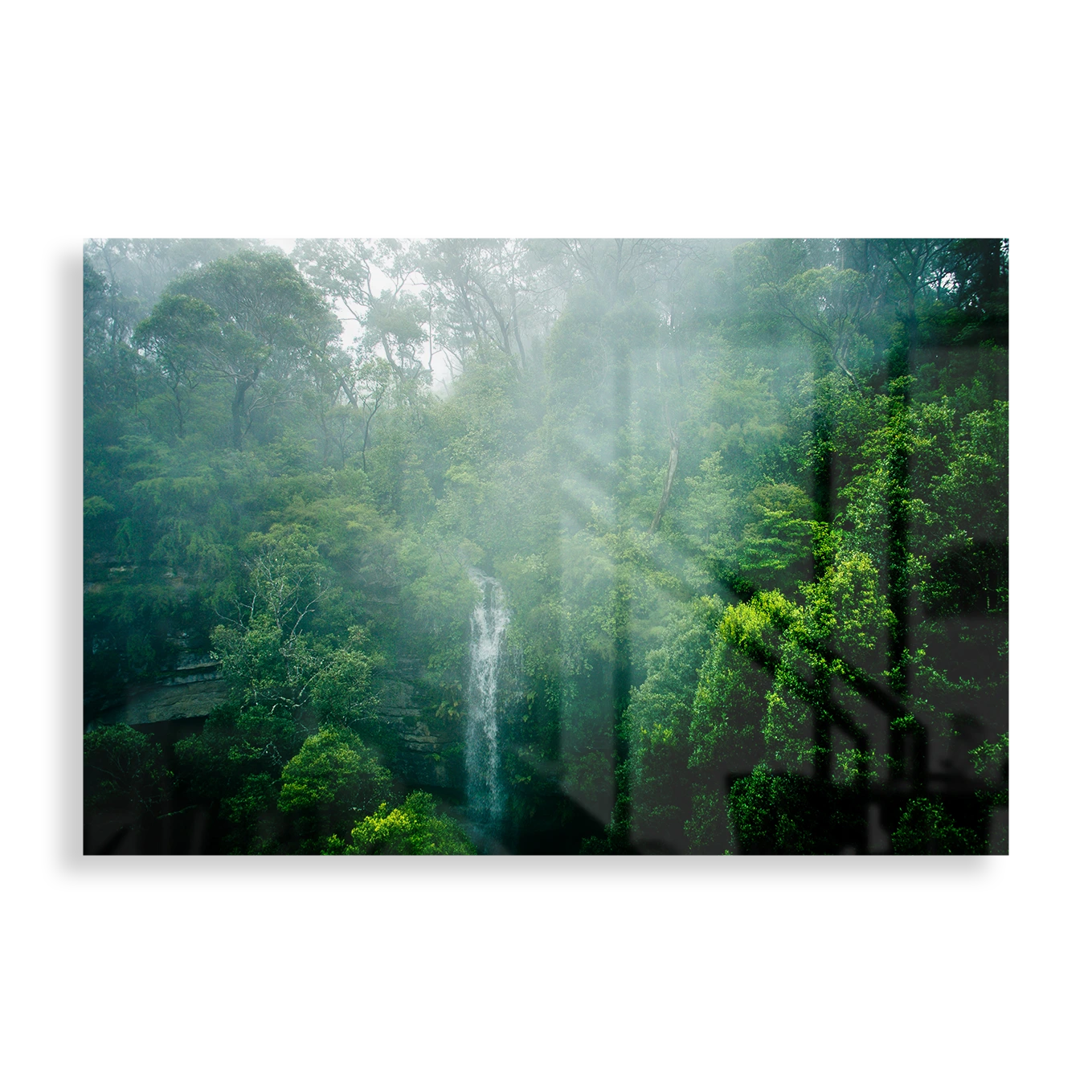 Misty forest