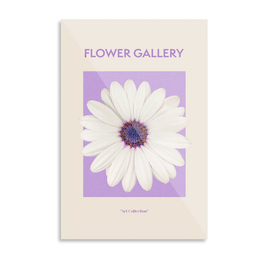 Hvid spansk marguerit