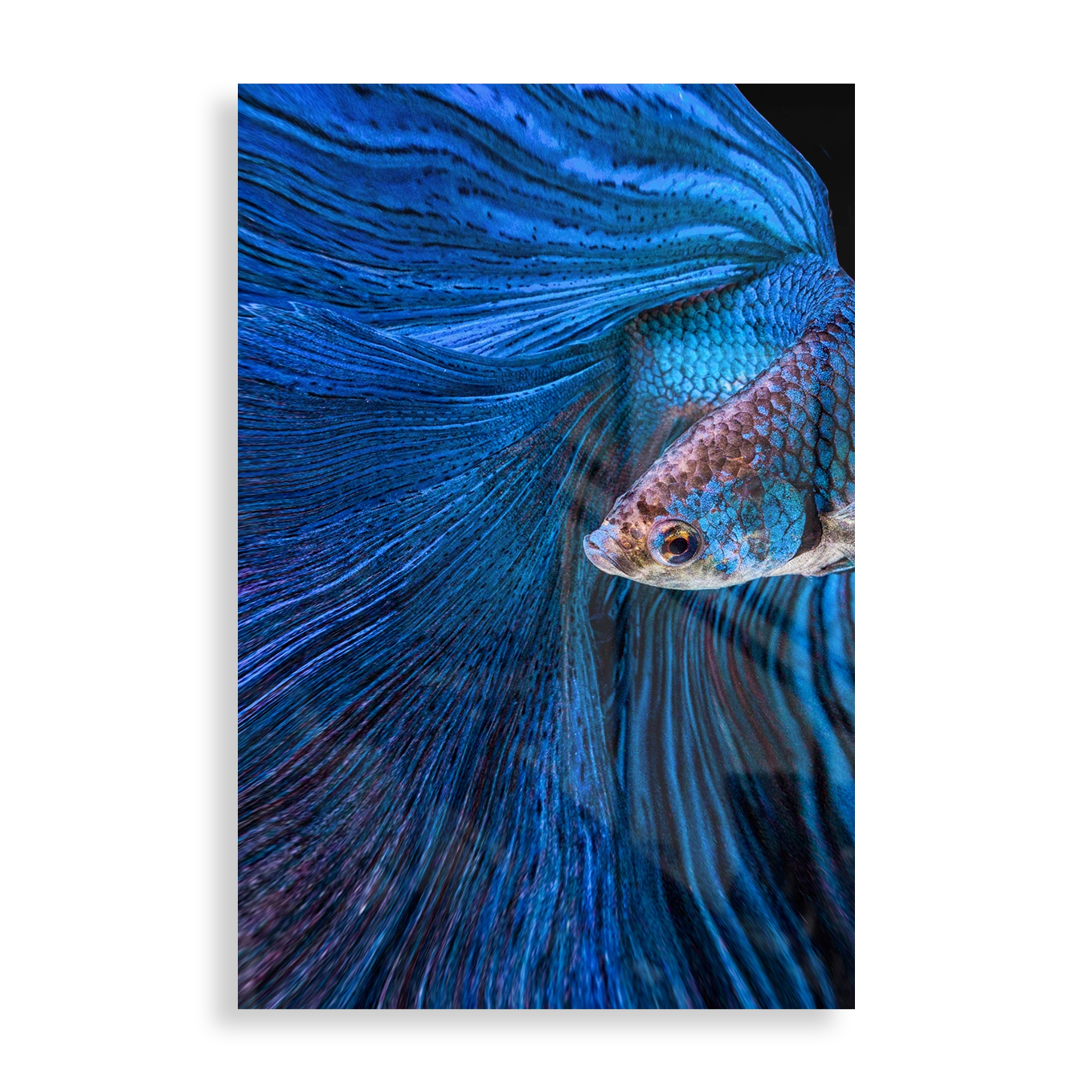 Blue Bettafish