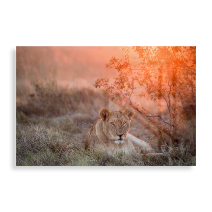 Sunset Lioness