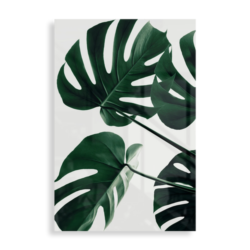 Monstera blade