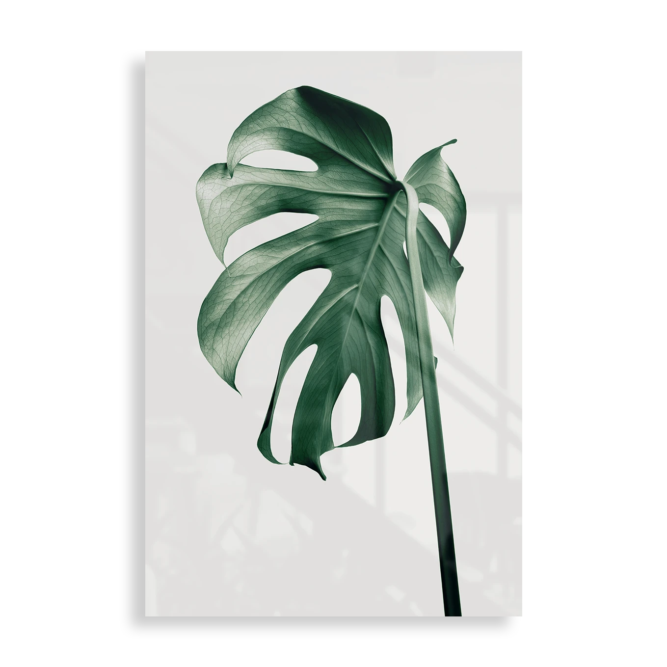 Monstera blad
