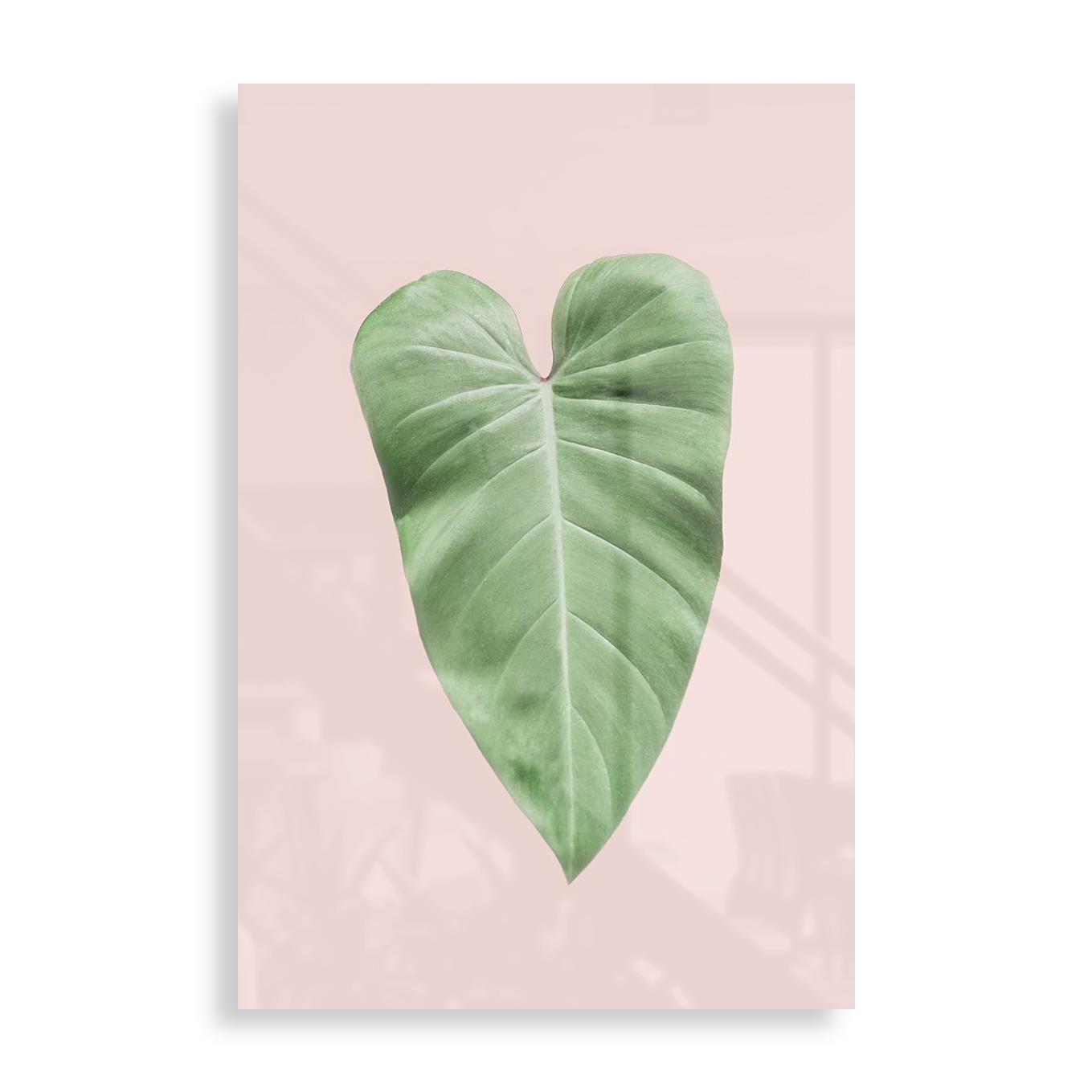 Filodendron blad