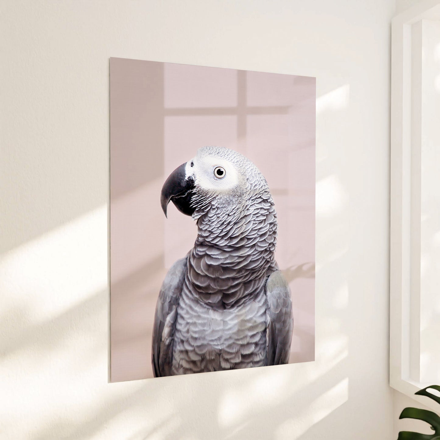 African Grey