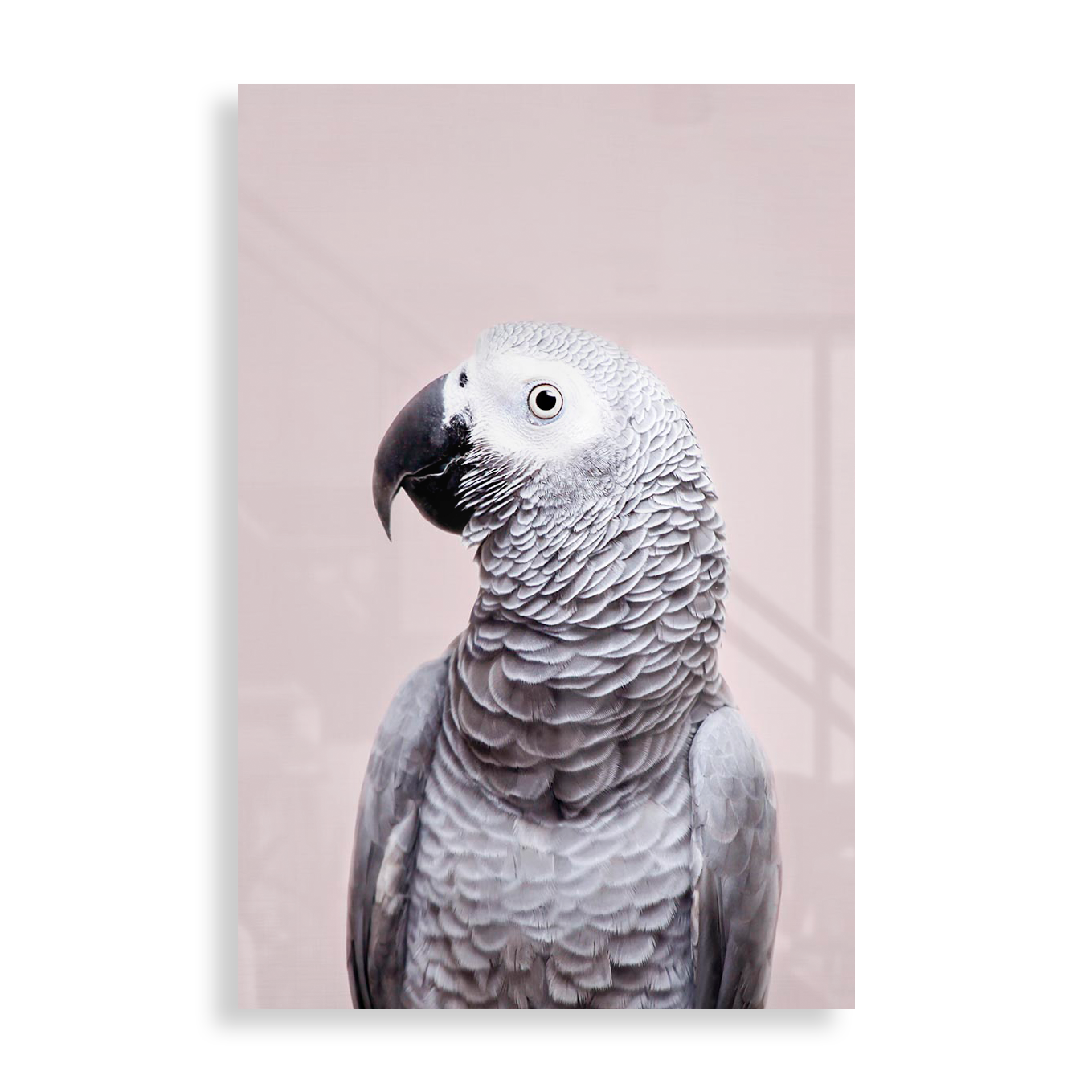 African Grey