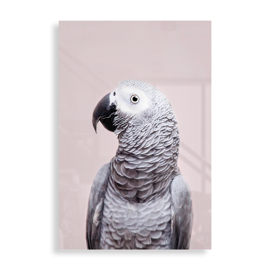 African Grey