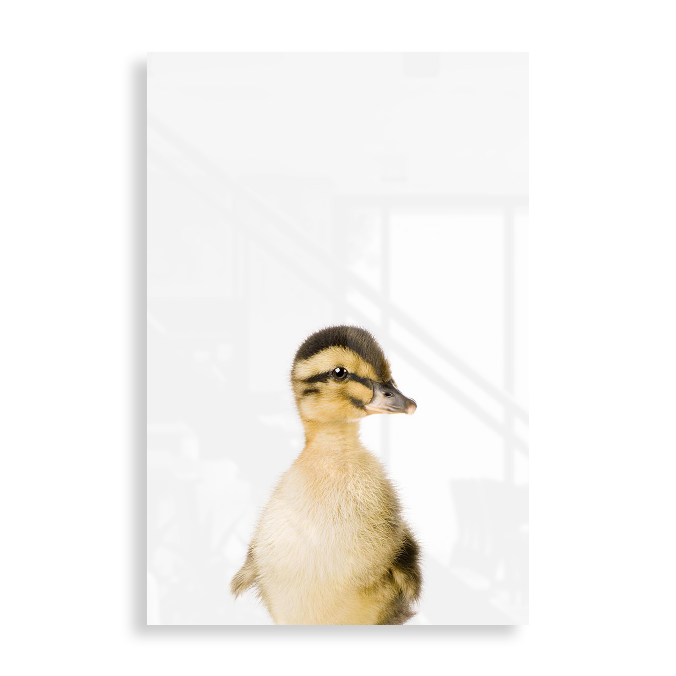 Baby Duck