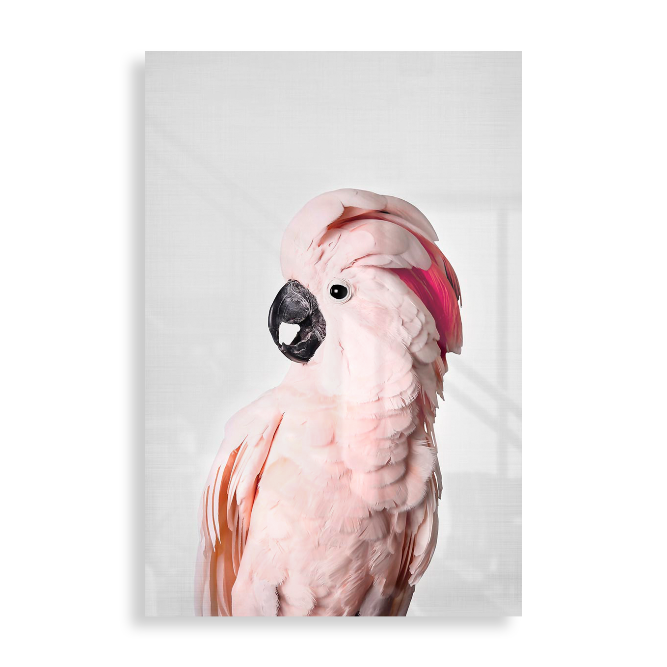 Pink Cockatoo