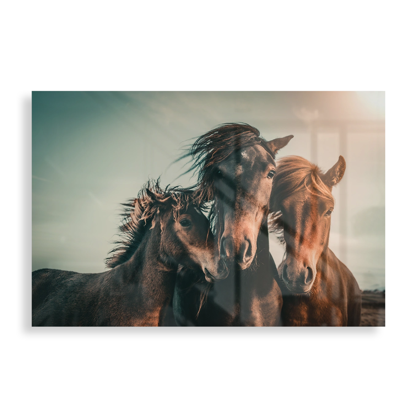Family of horses