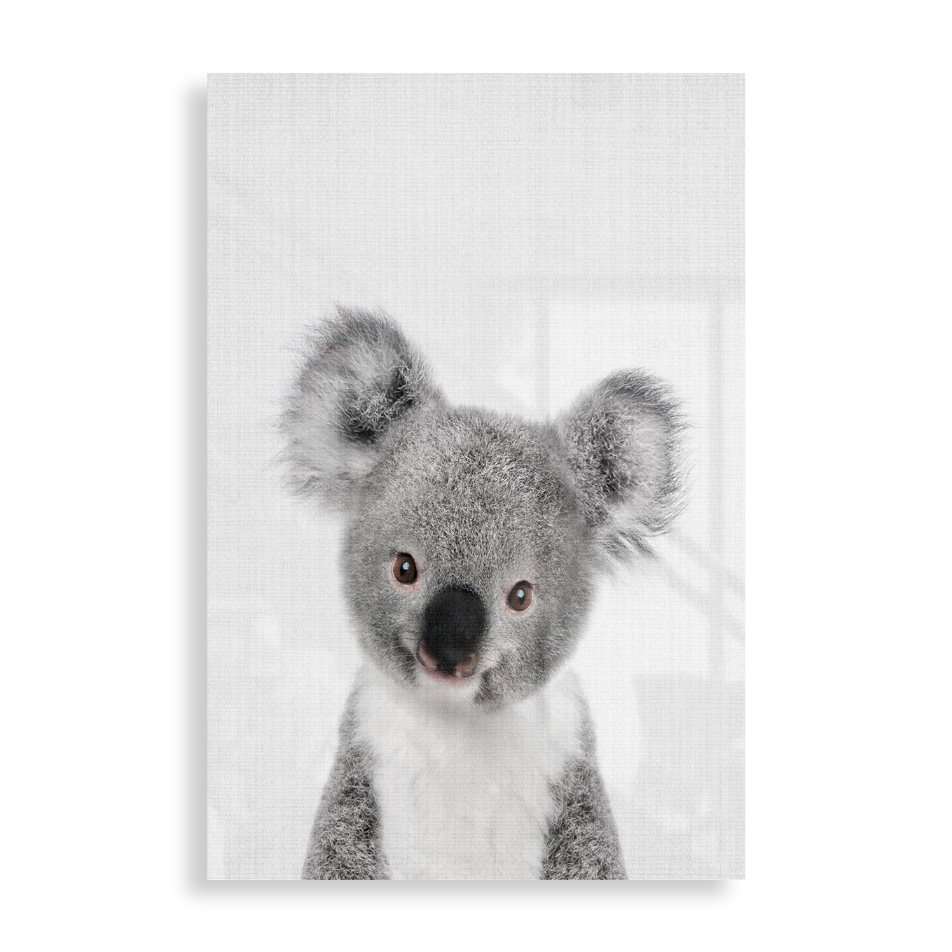 Sød koala