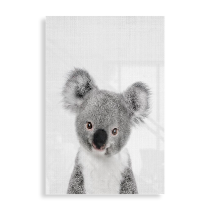 Sød koala