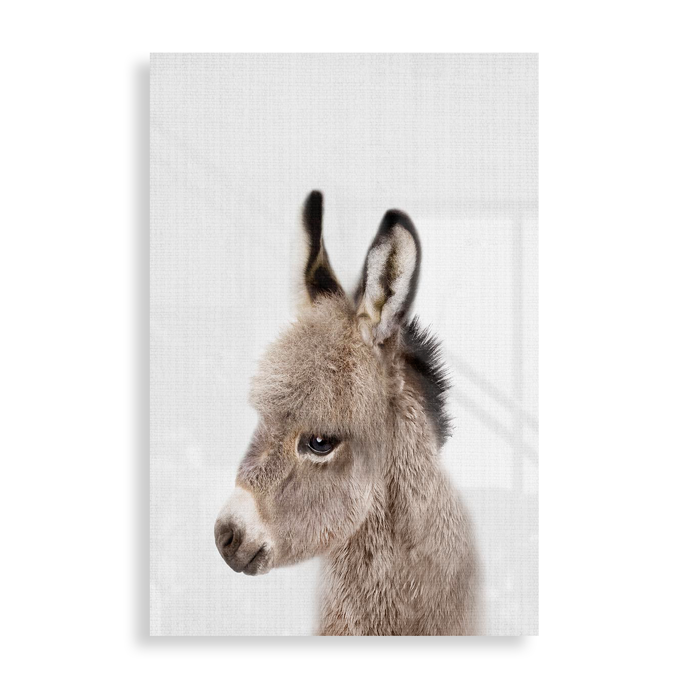 Baby æsel