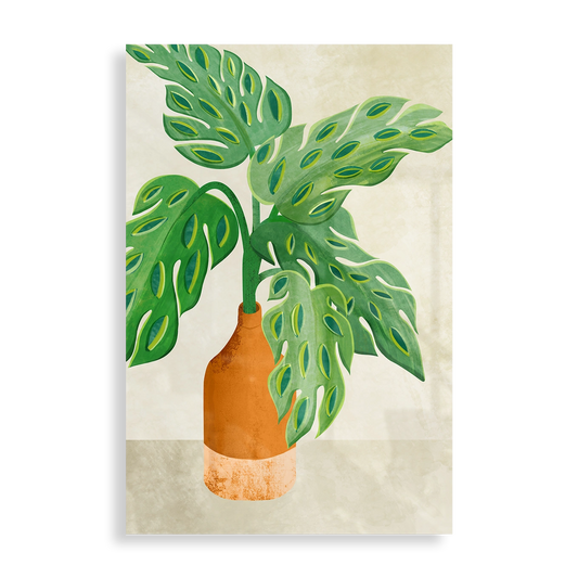 Monstera plant