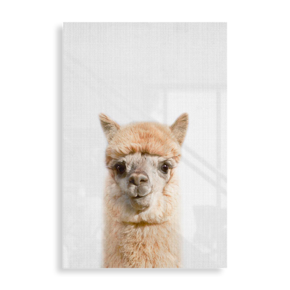 Sød alpaca