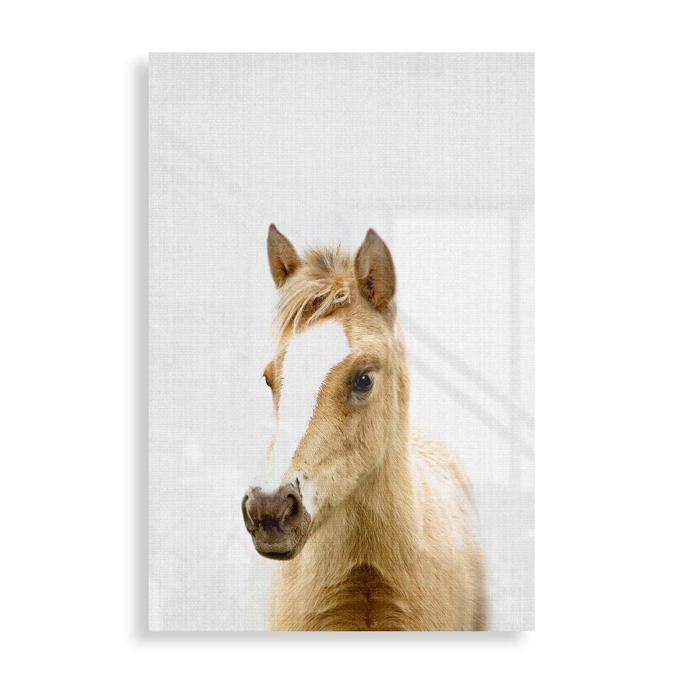 Lille føl